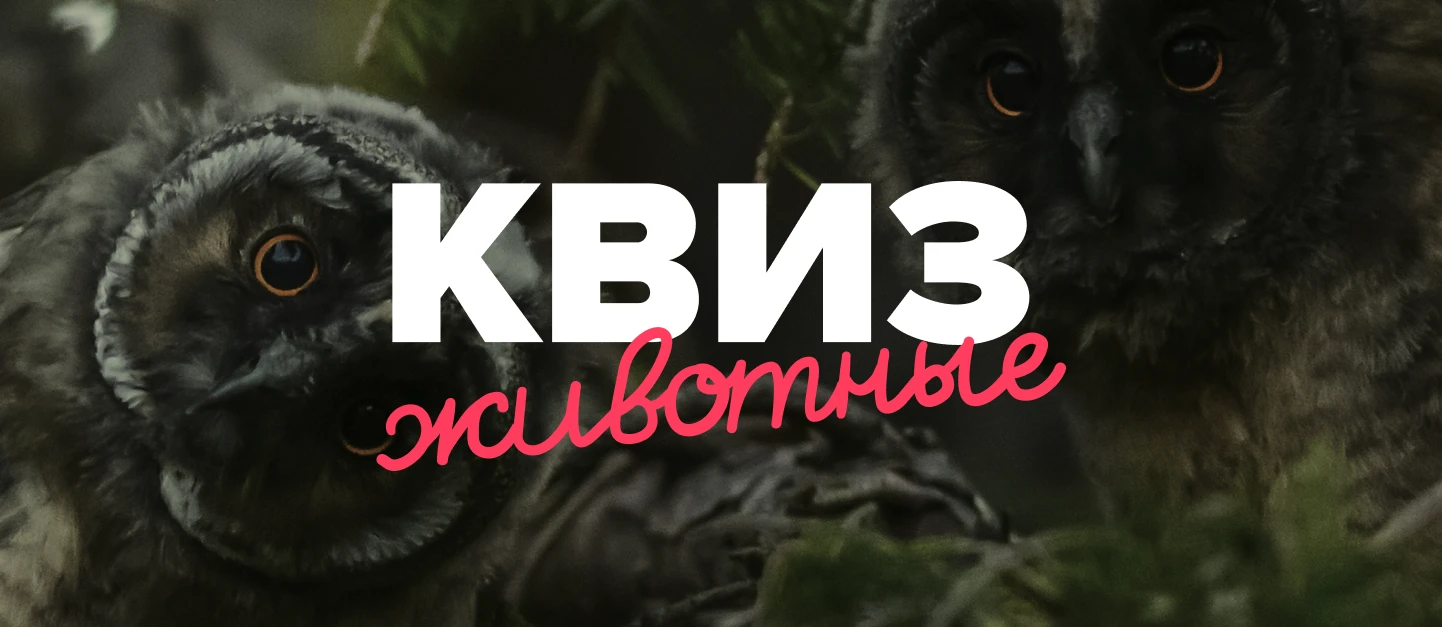 Дизайн и иллюстрации для карточных игр «Квиз» — Изображение №1 — Брендинг, Иллюстрация на Dprofile