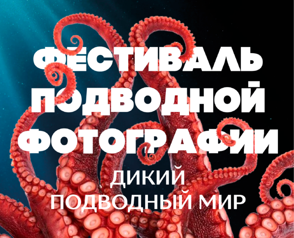 Комплекс виз. комм-ий для фестиваля подводной фотографии — Брендинг на Dprofile