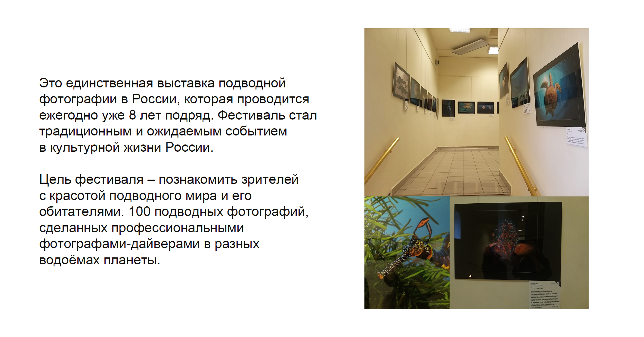 Комплекс виз. комм-ий для фестиваля подводной фотографии — Изображение №1 — Брендинг на Dprofile