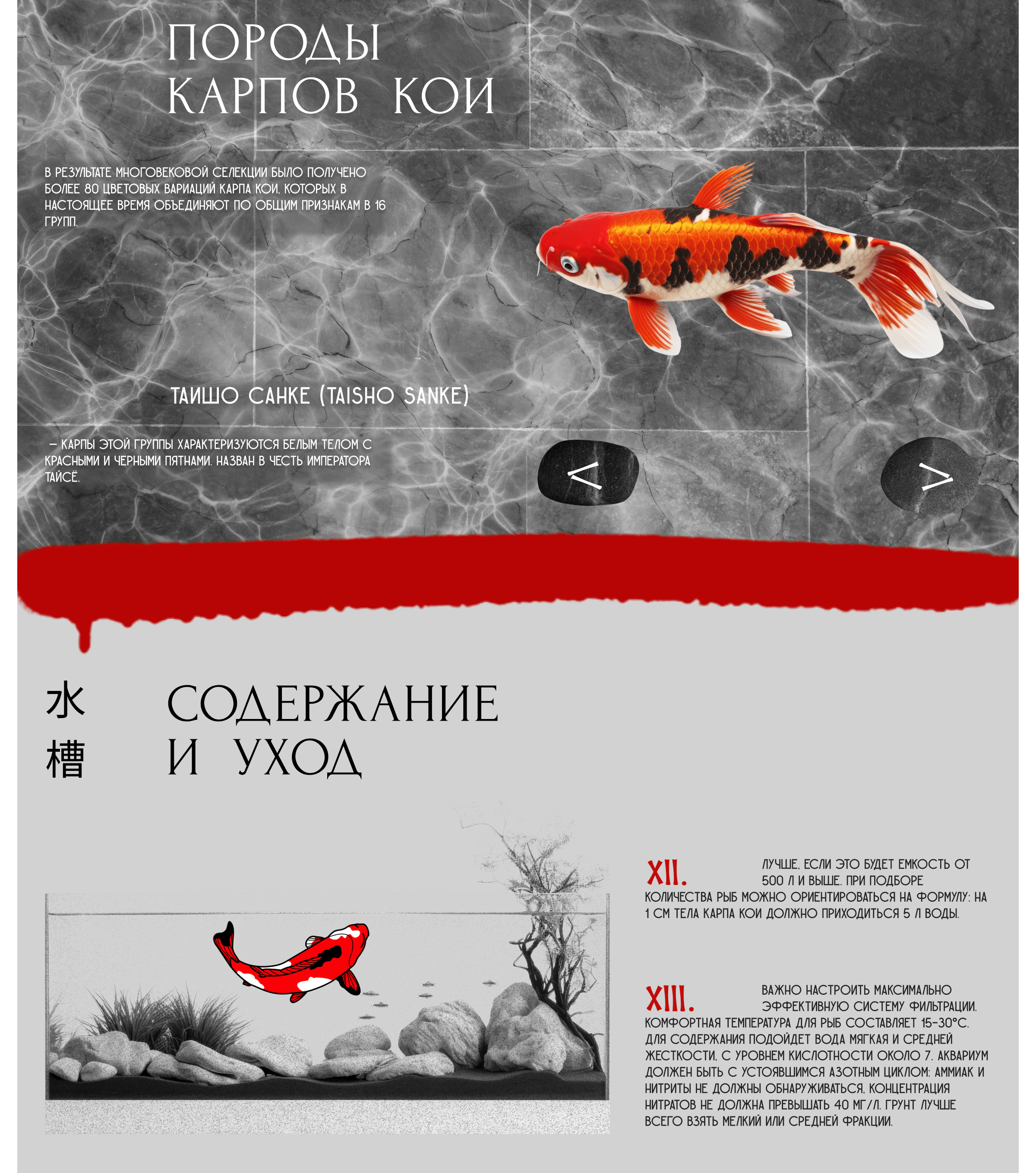 Longread: Koi Carps. Mystical and Real — Изображение №7 — Интерфейсы, Иллюстрация на Dprofile