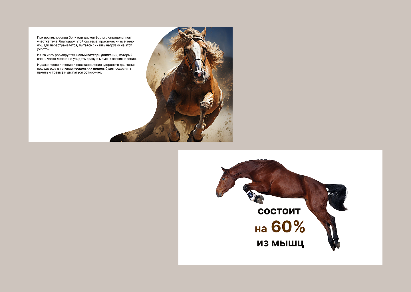 Презентация Массаж лошади \ Presentation Horse massage — Изображение №4 — Графика, Маркетинг на Dprofile