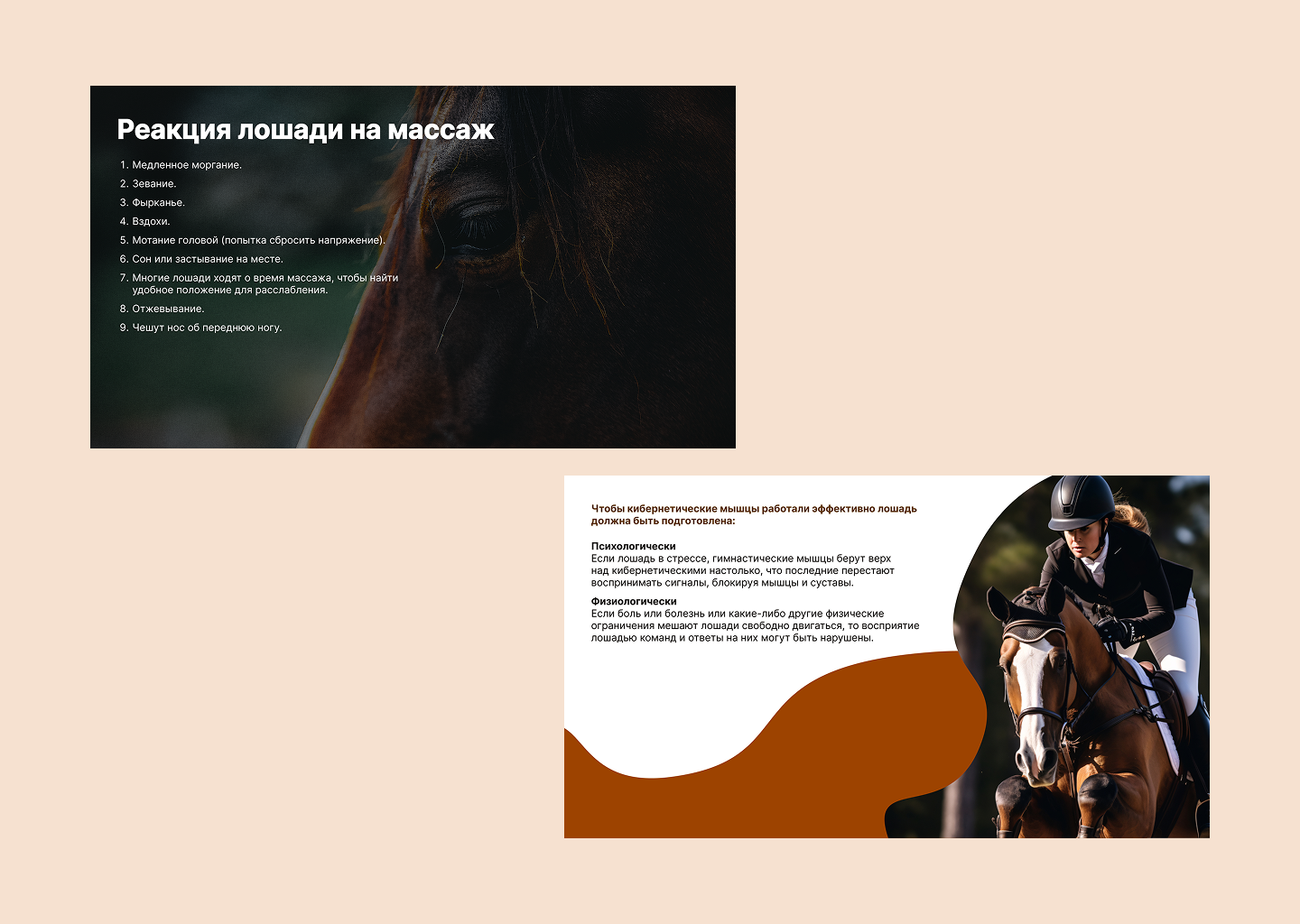 Презентация Массаж лошади \ Presentation Horse massage — Изображение №6 — Графика, Маркетинг на Dprofile
