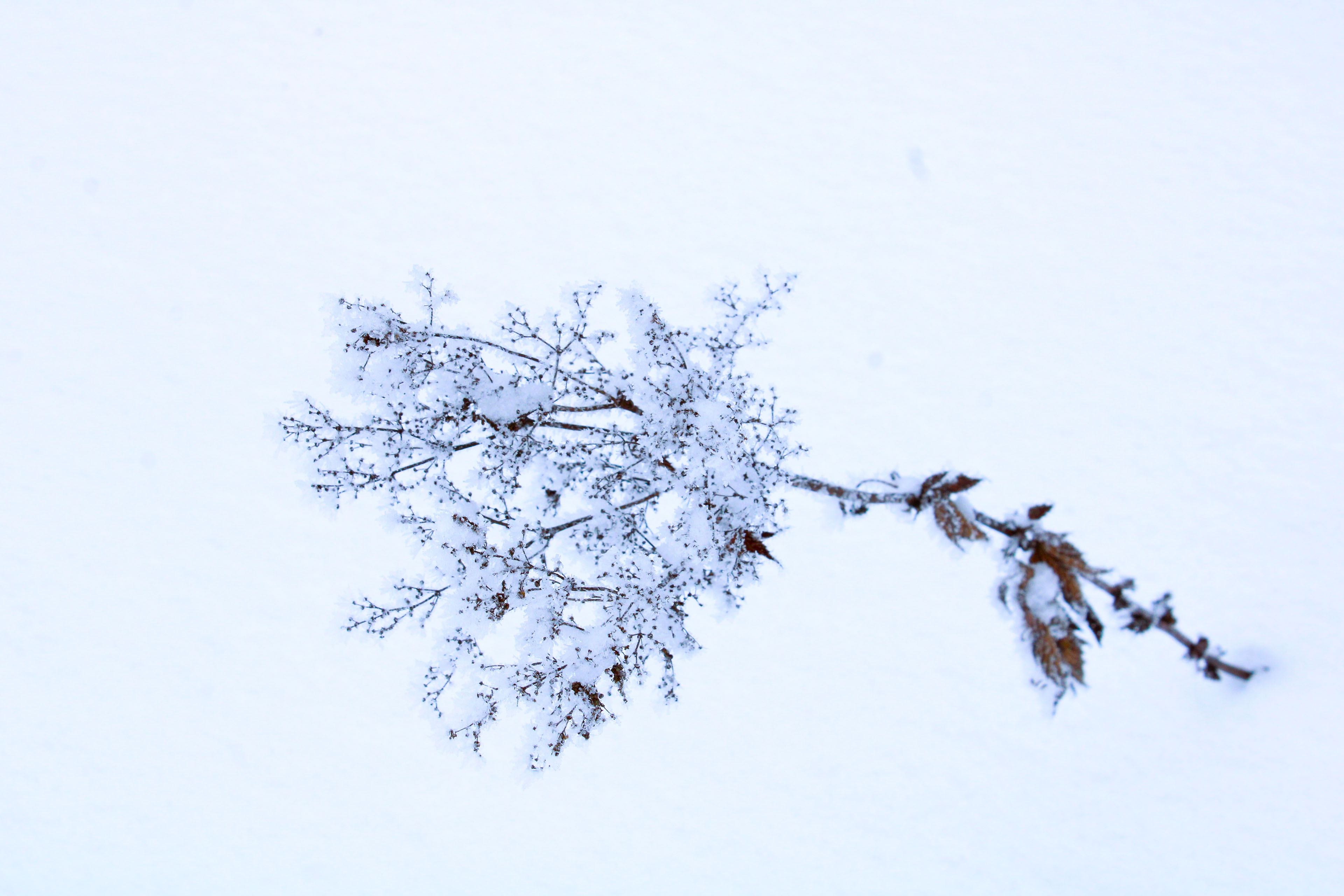 Winter Photoshoot, 17th_kadr — Изображение №20 — Иллюстрация, Графика на Dprofile