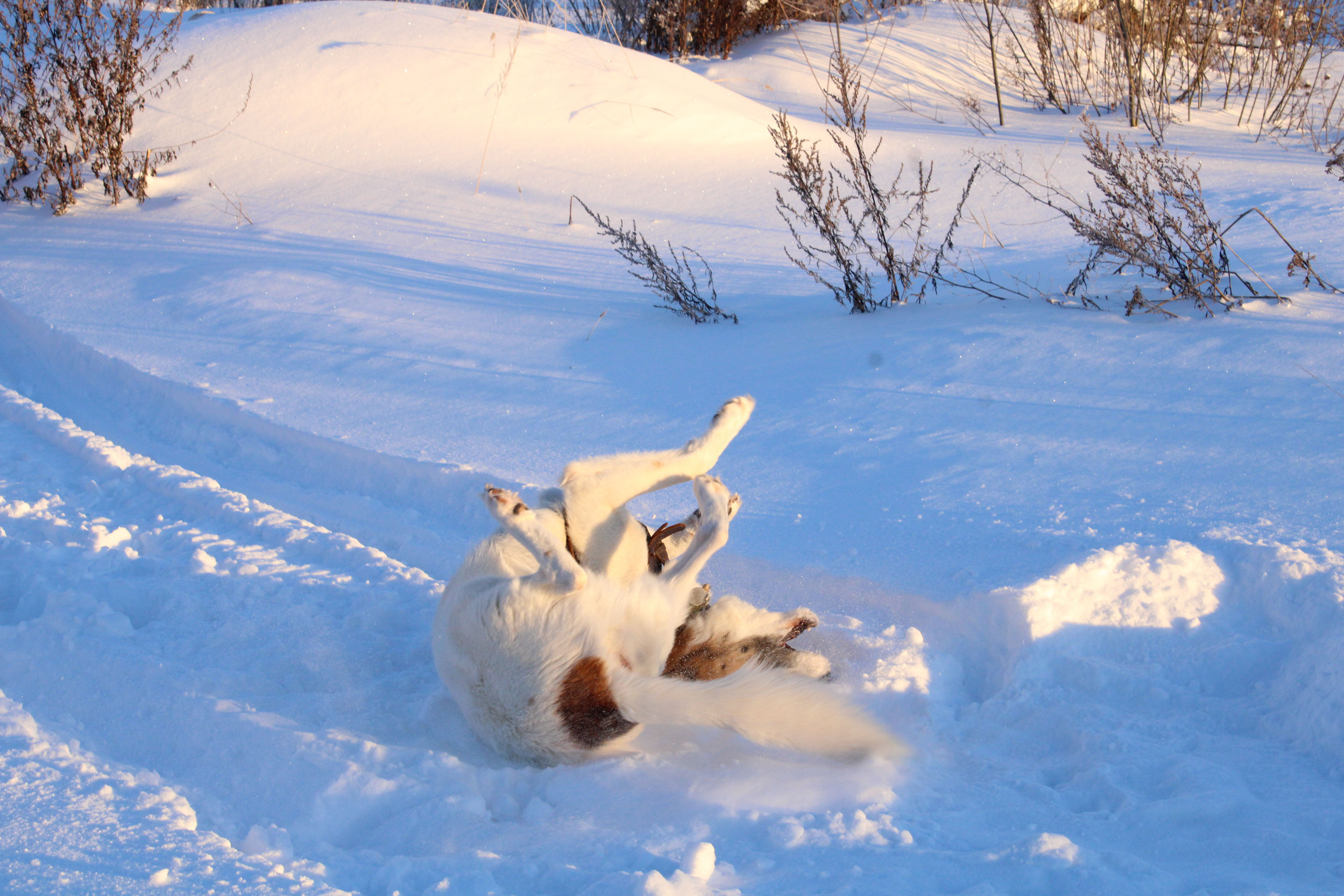 Winter Photoshoot, 17th_kadr — Изображение №13 — Иллюстрация, Графика на Dprofile