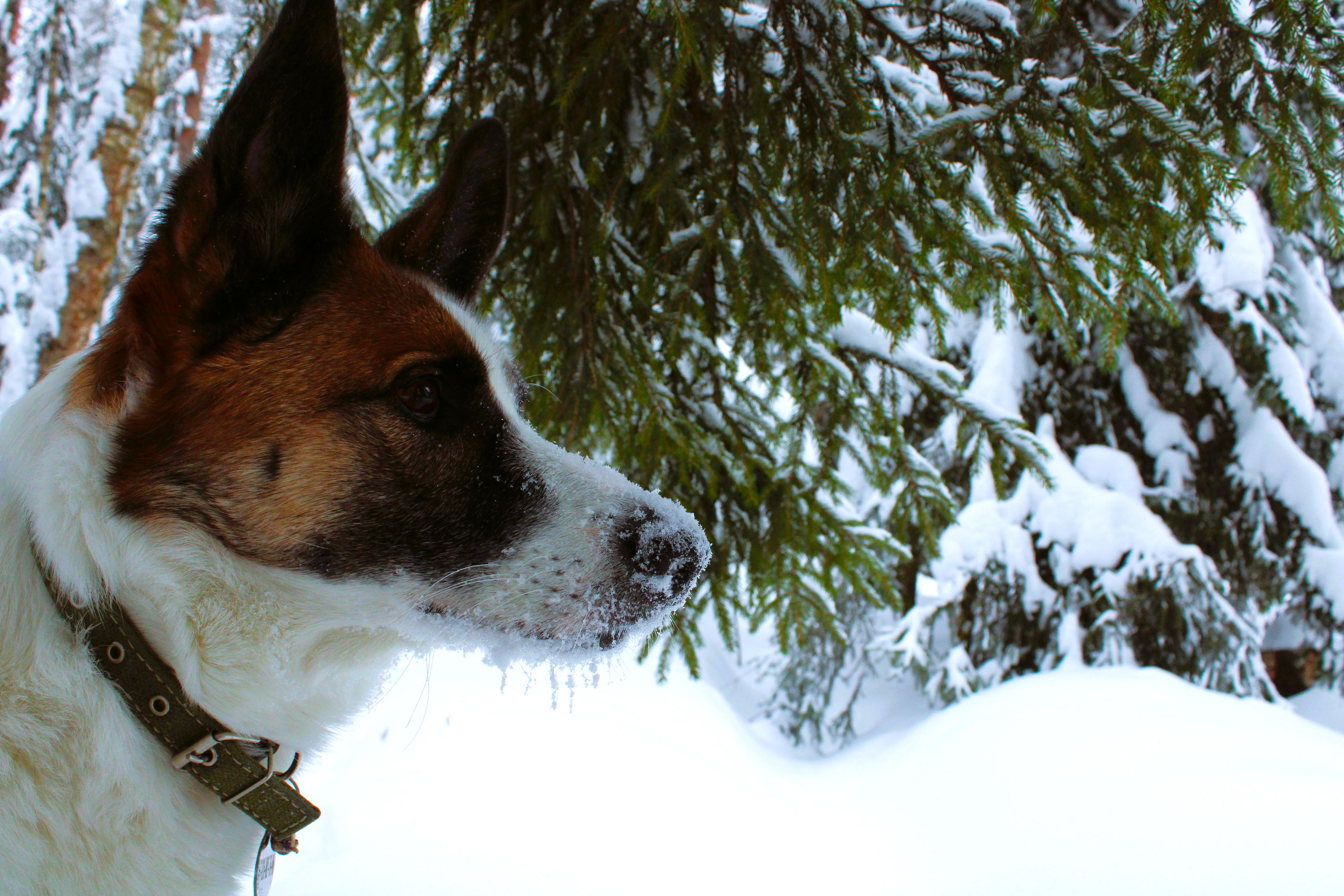 Winter Photoshoot, 17th_kadr — Изображение №26 — Иллюстрация, Графика на Dprofile