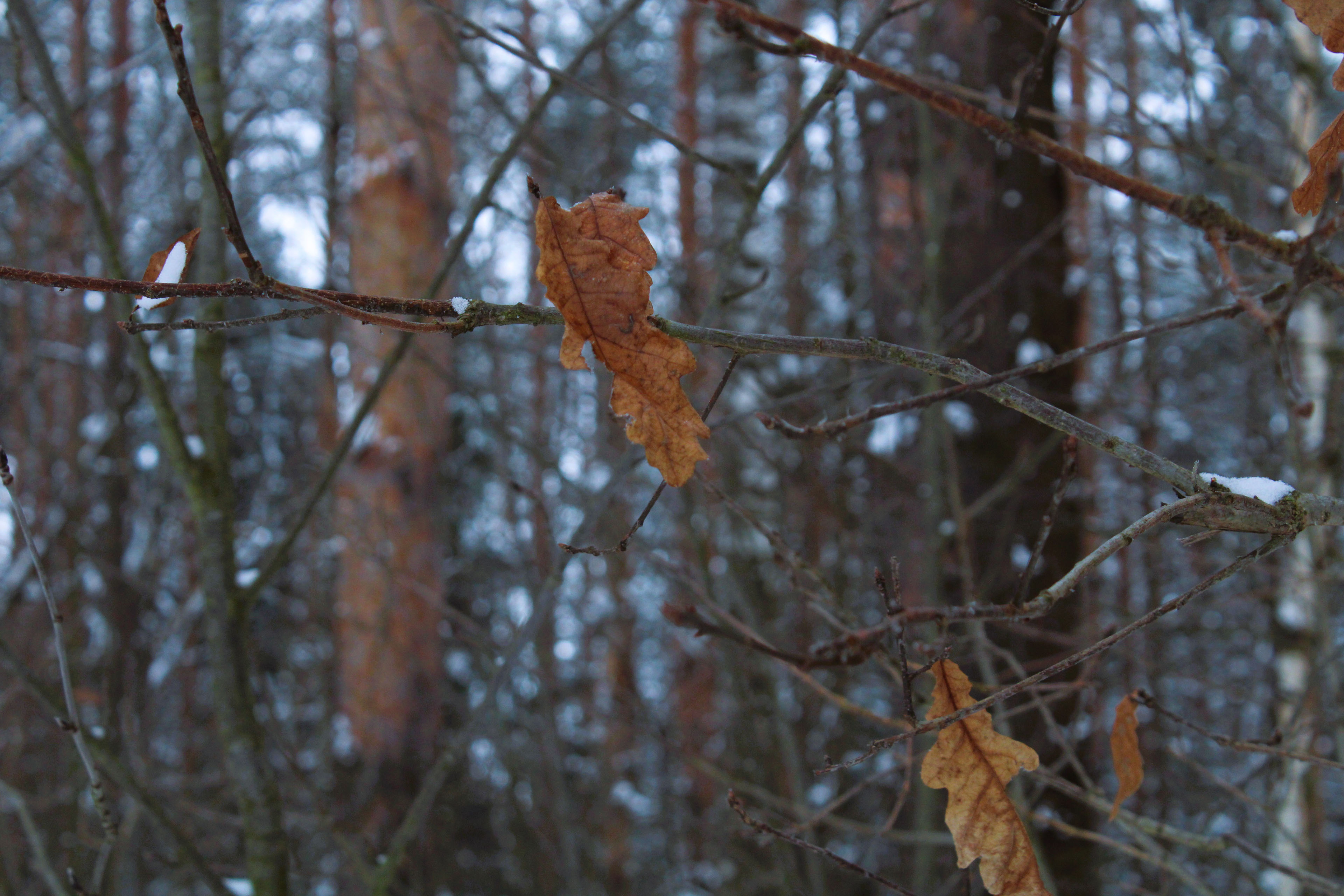 Winter Photoshoot, 17th_kadr — Изображение №39 — Иллюстрация, Графика на Dprofile