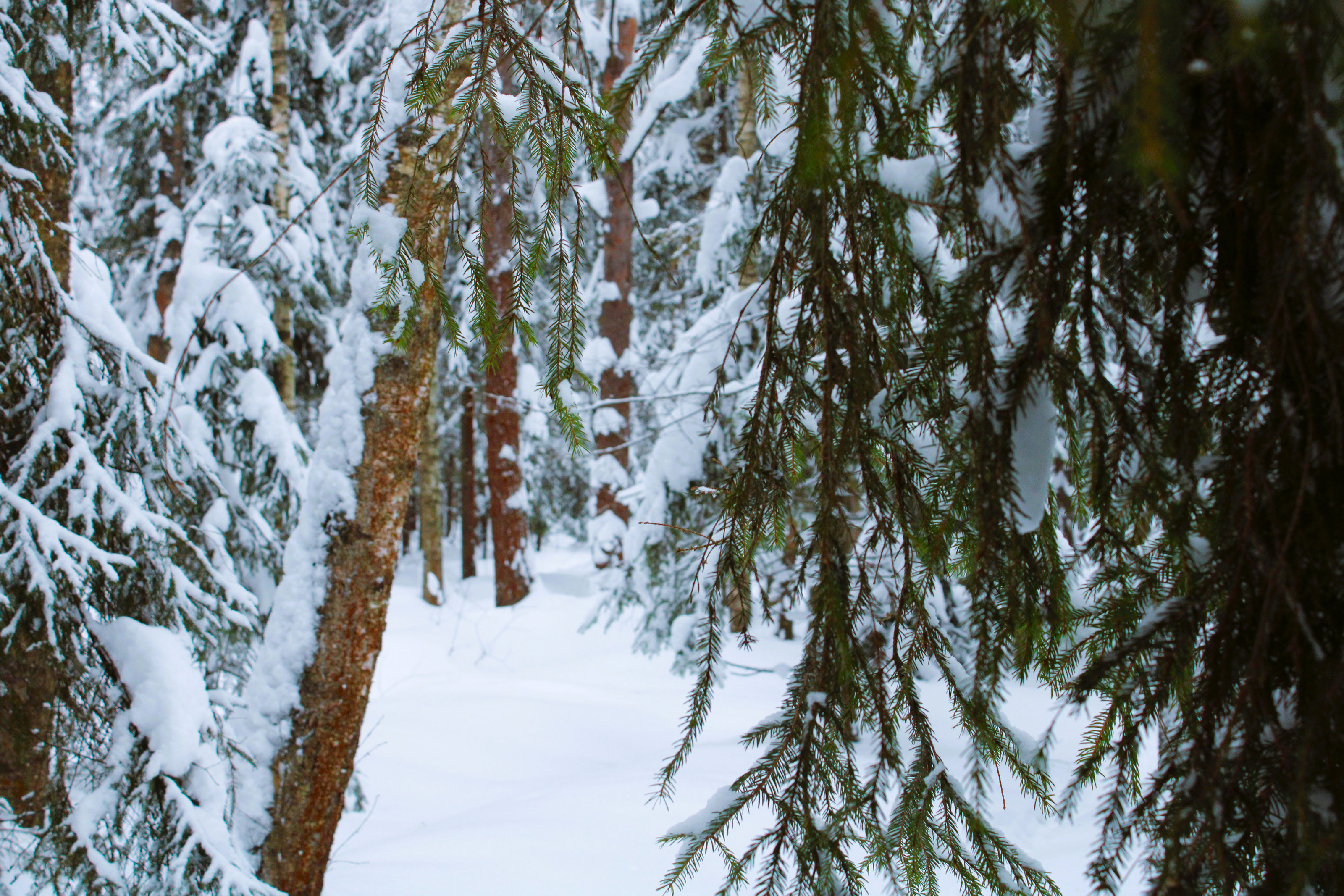 Winter Photoshoot, 17th_kadr — Изображение №25 — Иллюстрация, Графика на Dprofile