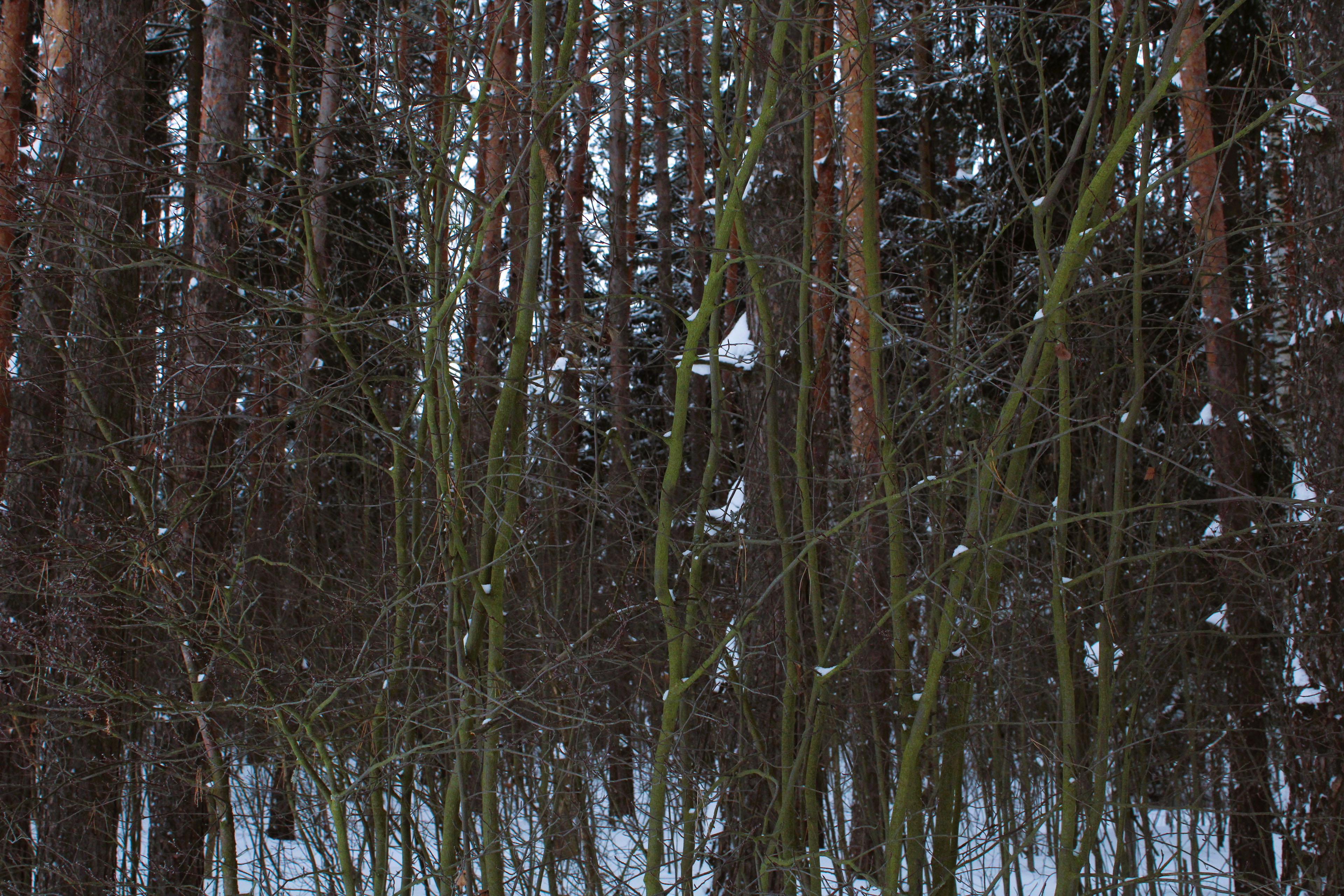 Winter Photoshoot, 17th_kadr — Изображение №41 — Иллюстрация, Графика на Dprofile