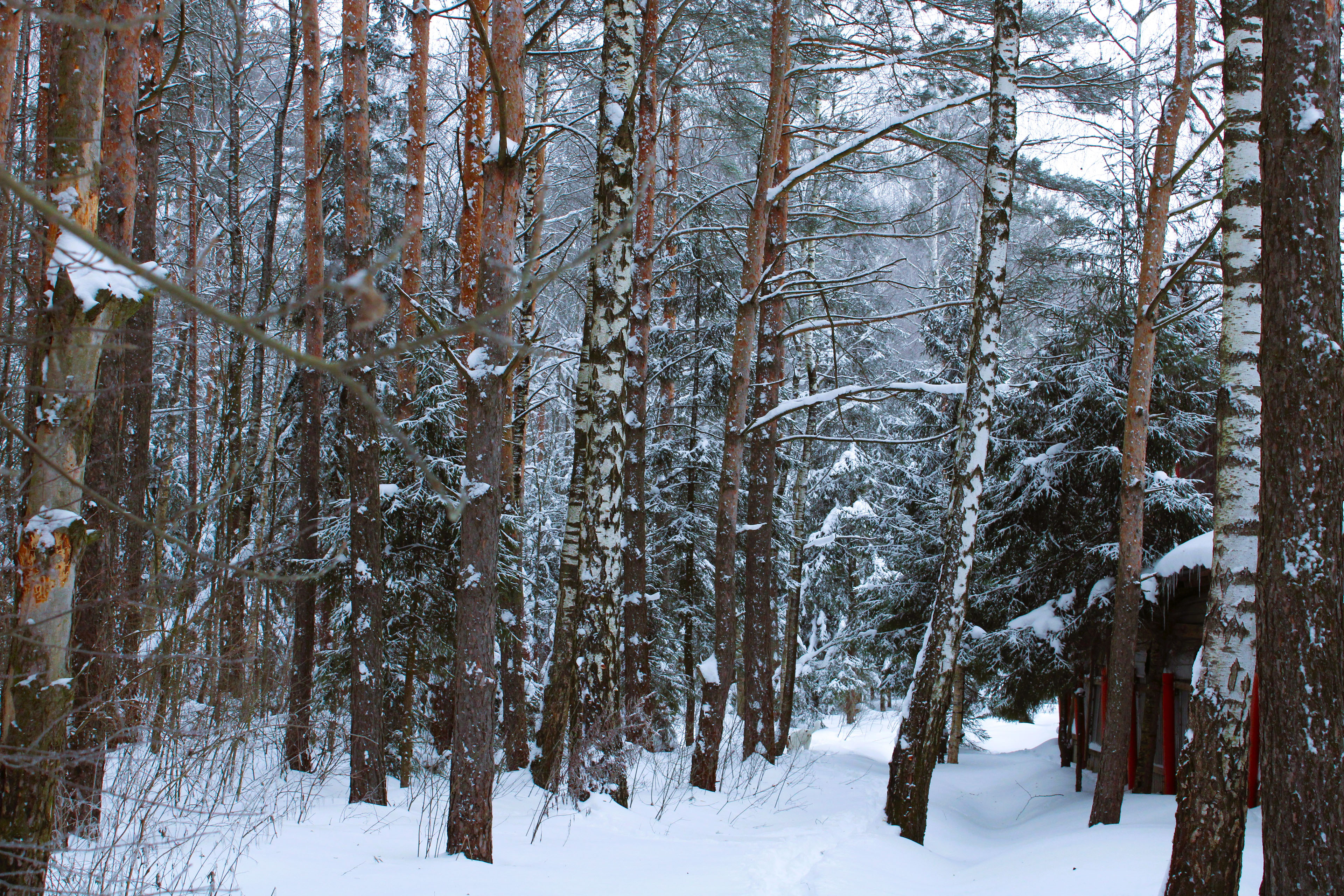 Winter Photoshoot, 17th_kadr — Изображение №22 — Иллюстрация, Графика на Dprofile