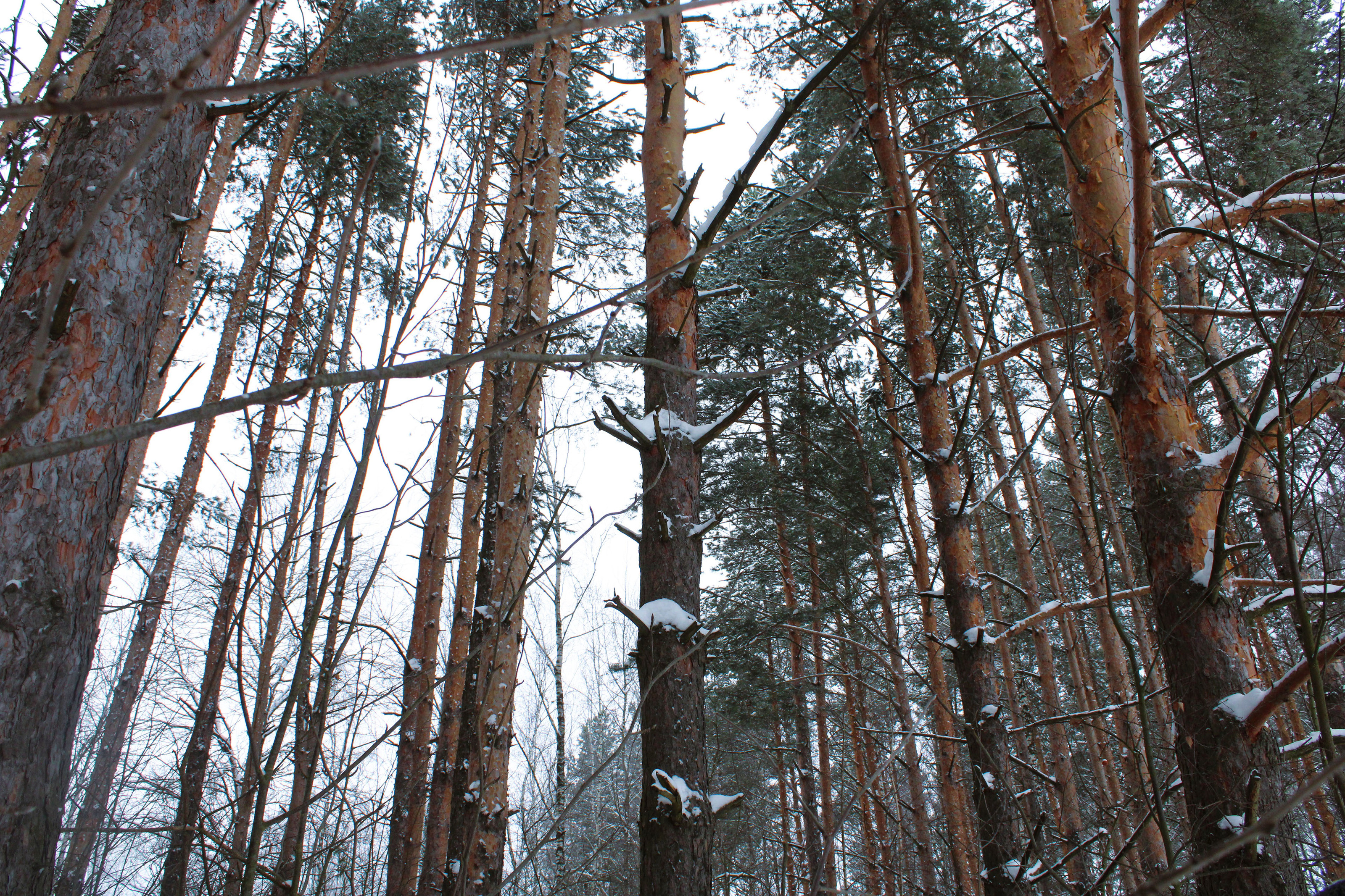 Winter Photoshoot, 17th_kadr — Изображение №37 — Иллюстрация, Графика на Dprofile