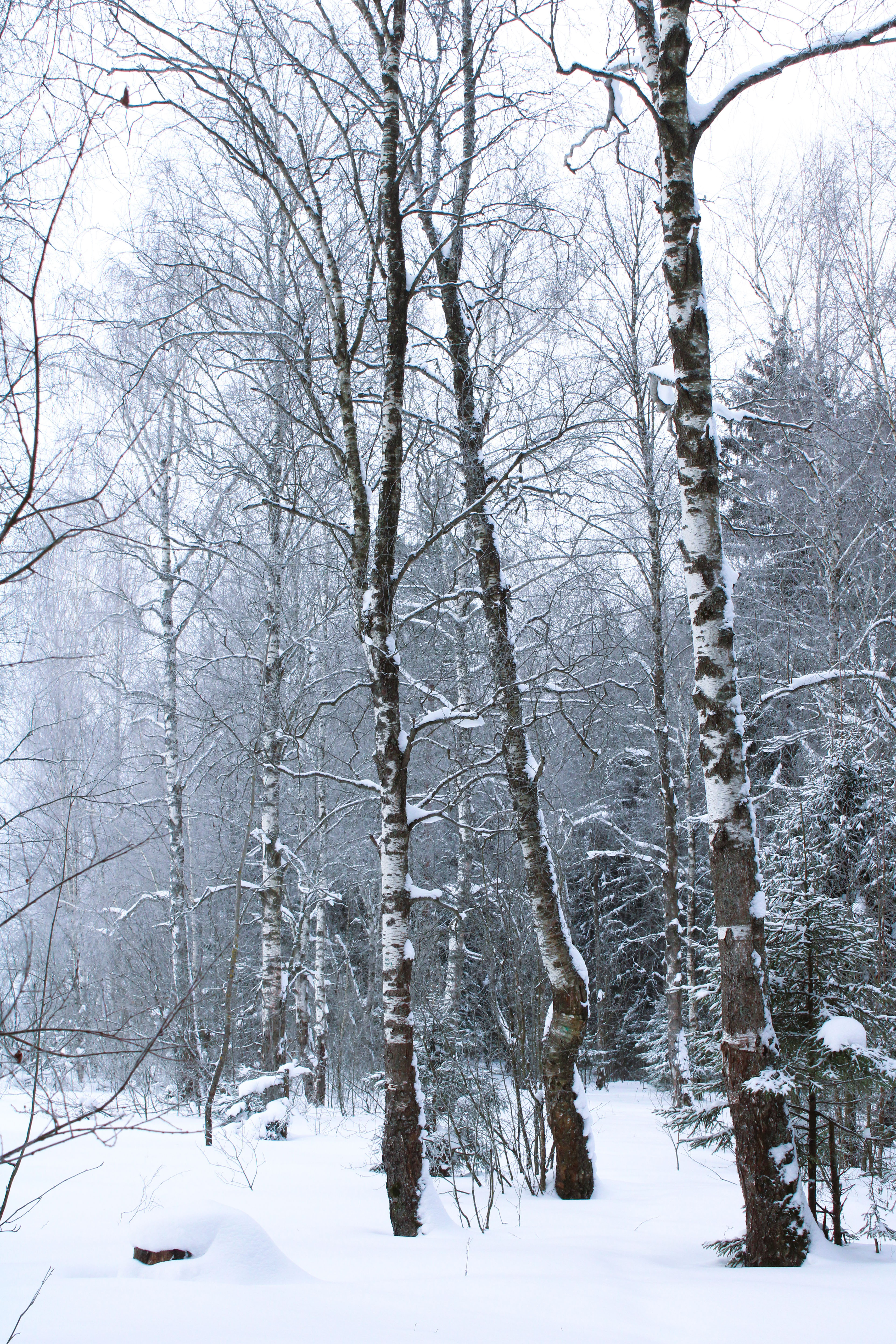 Winter Photoshoot, 17th_kadr — Изображение №50 — Иллюстрация, Графика на Dprofile