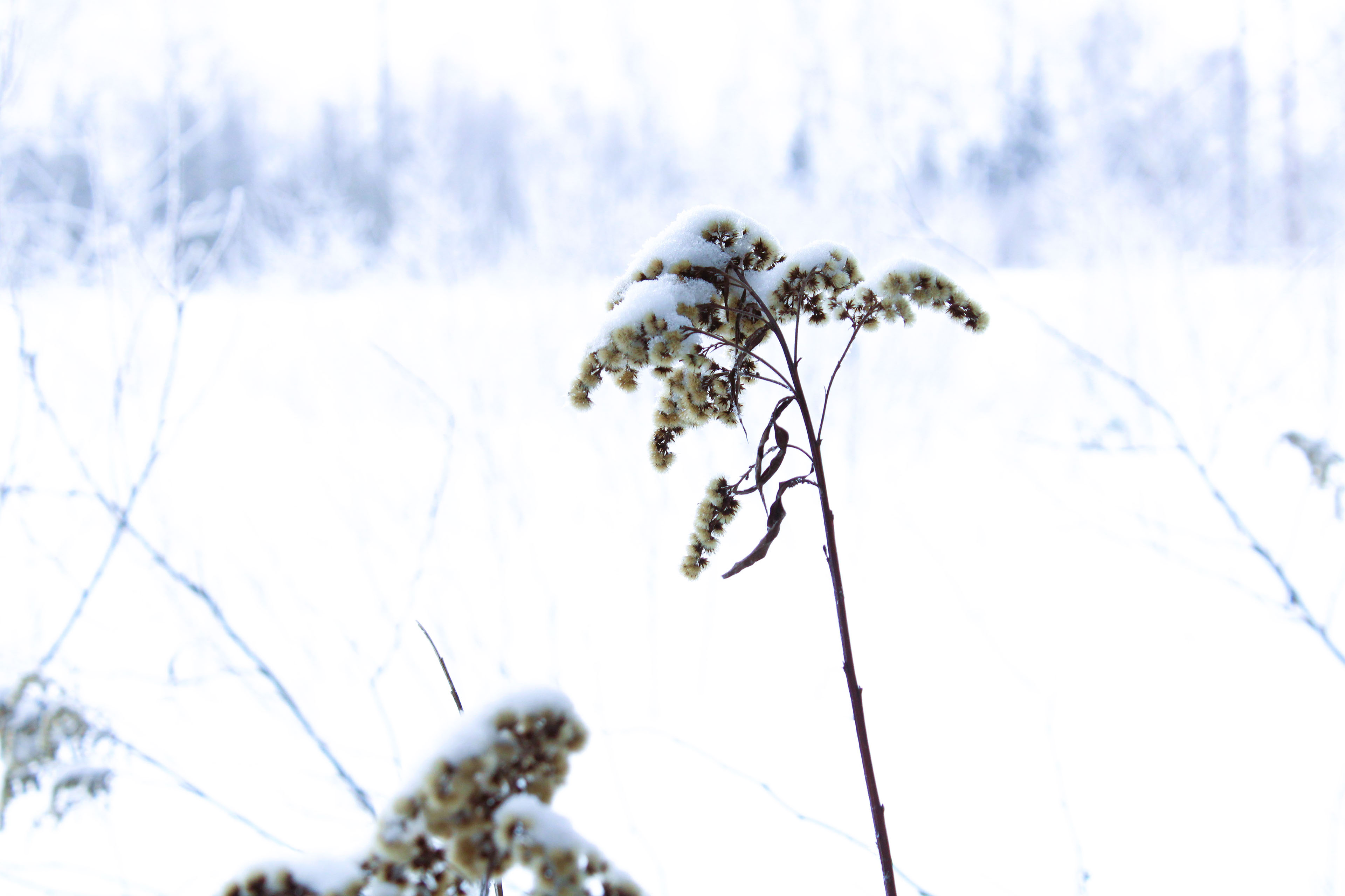 Winter Photoshoot, 17th_kadr — Изображение №33 — Иллюстрация, Графика на Dprofile