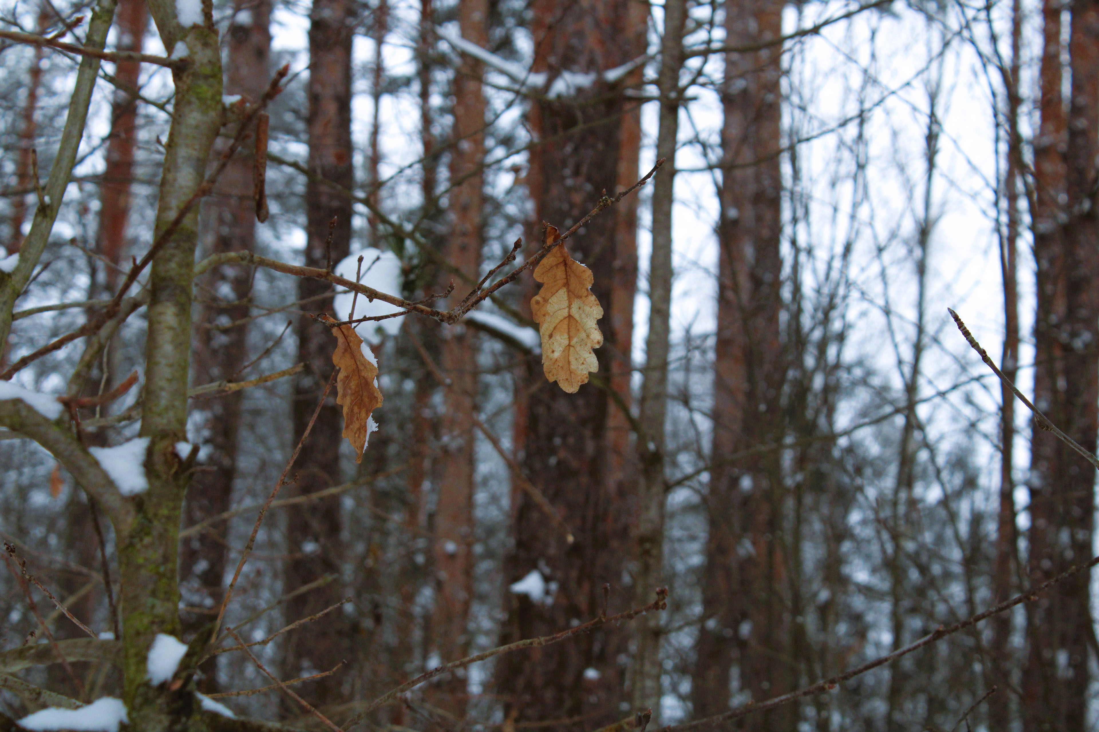 Winter Photoshoot, 17th_kadr — Изображение №40 — Иллюстрация, Графика на Dprofile