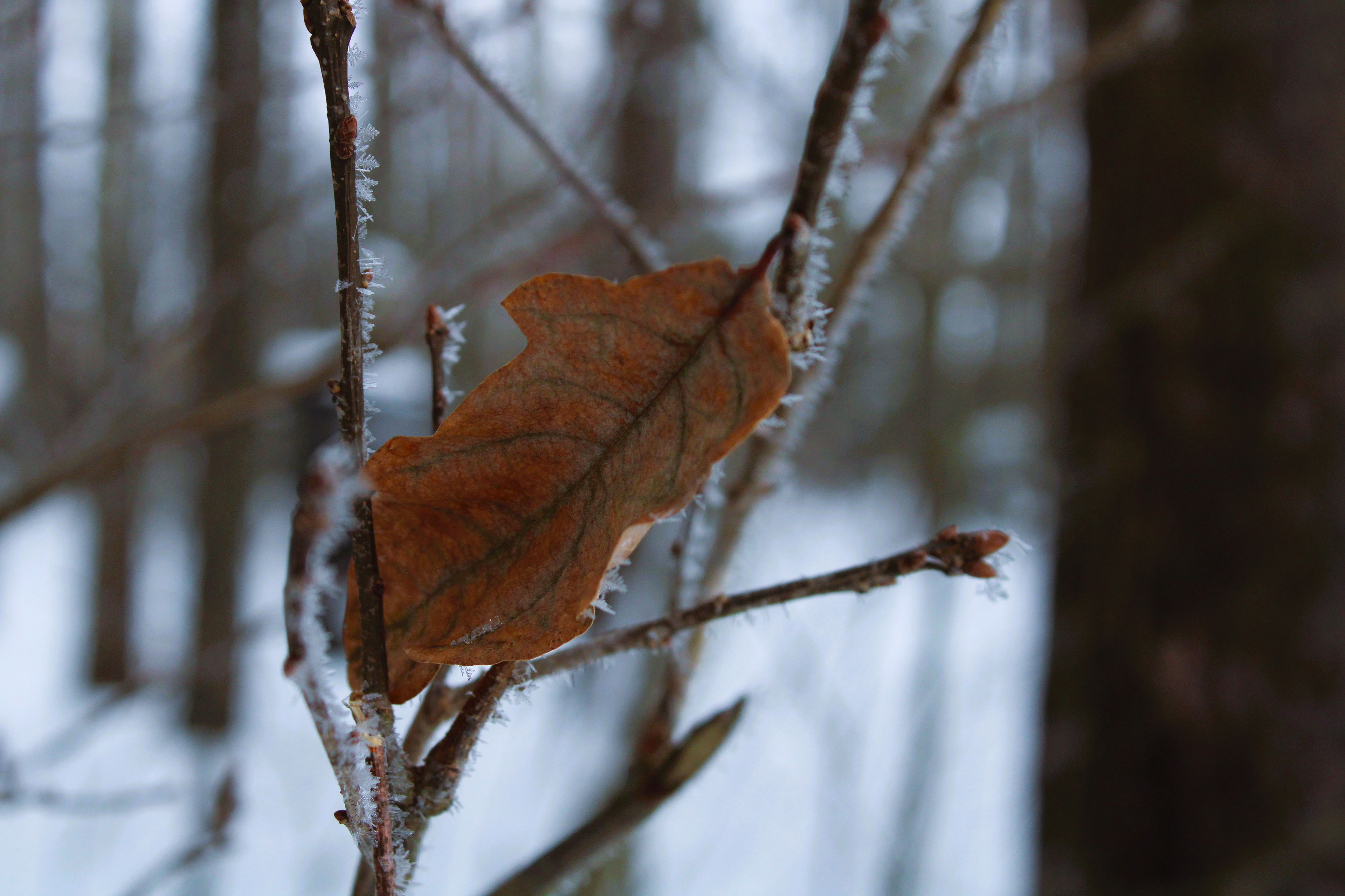 Winter Photoshoot, 17th_kadr — Изображение №31 — Иллюстрация, Графика на Dprofile