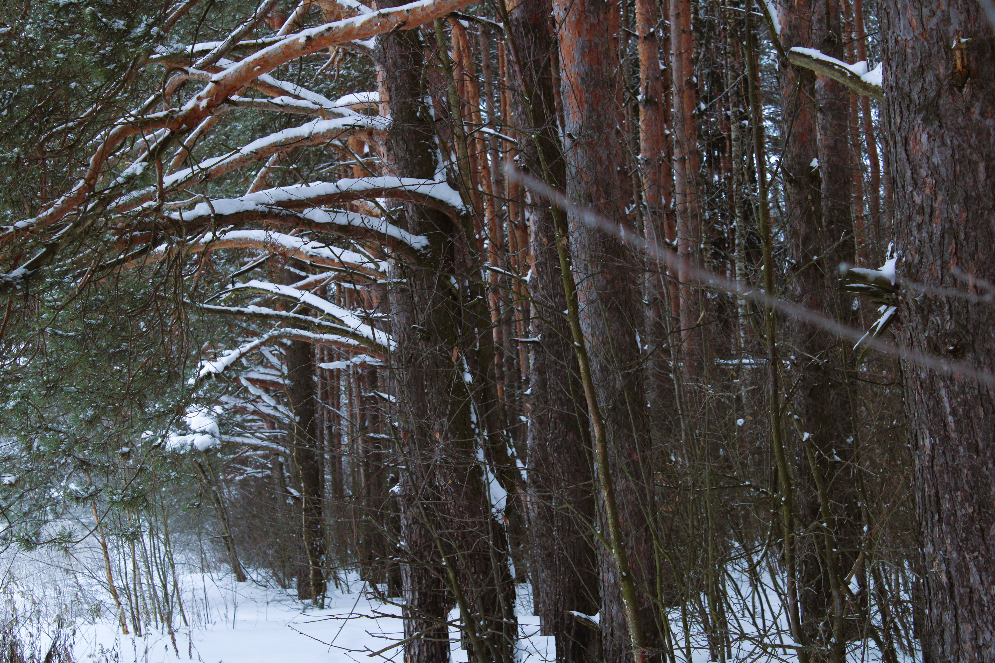 Winter Photoshoot, 17th_kadr — Изображение №35 — Иллюстрация, Графика на Dprofile