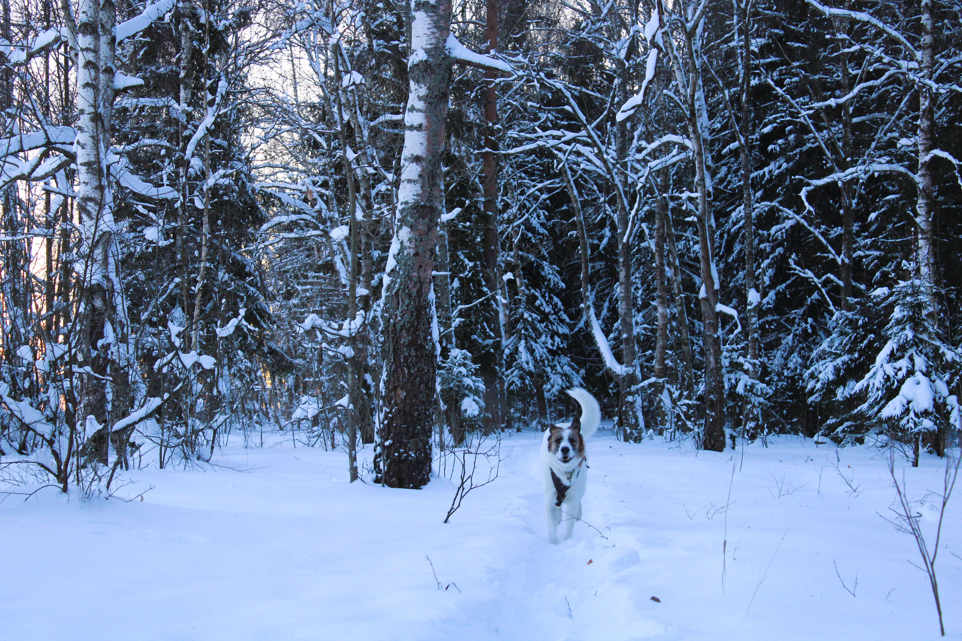 Winter Photoshoot, 17th_kadr — Изображение №8 — Иллюстрация, Графика на Dprofile