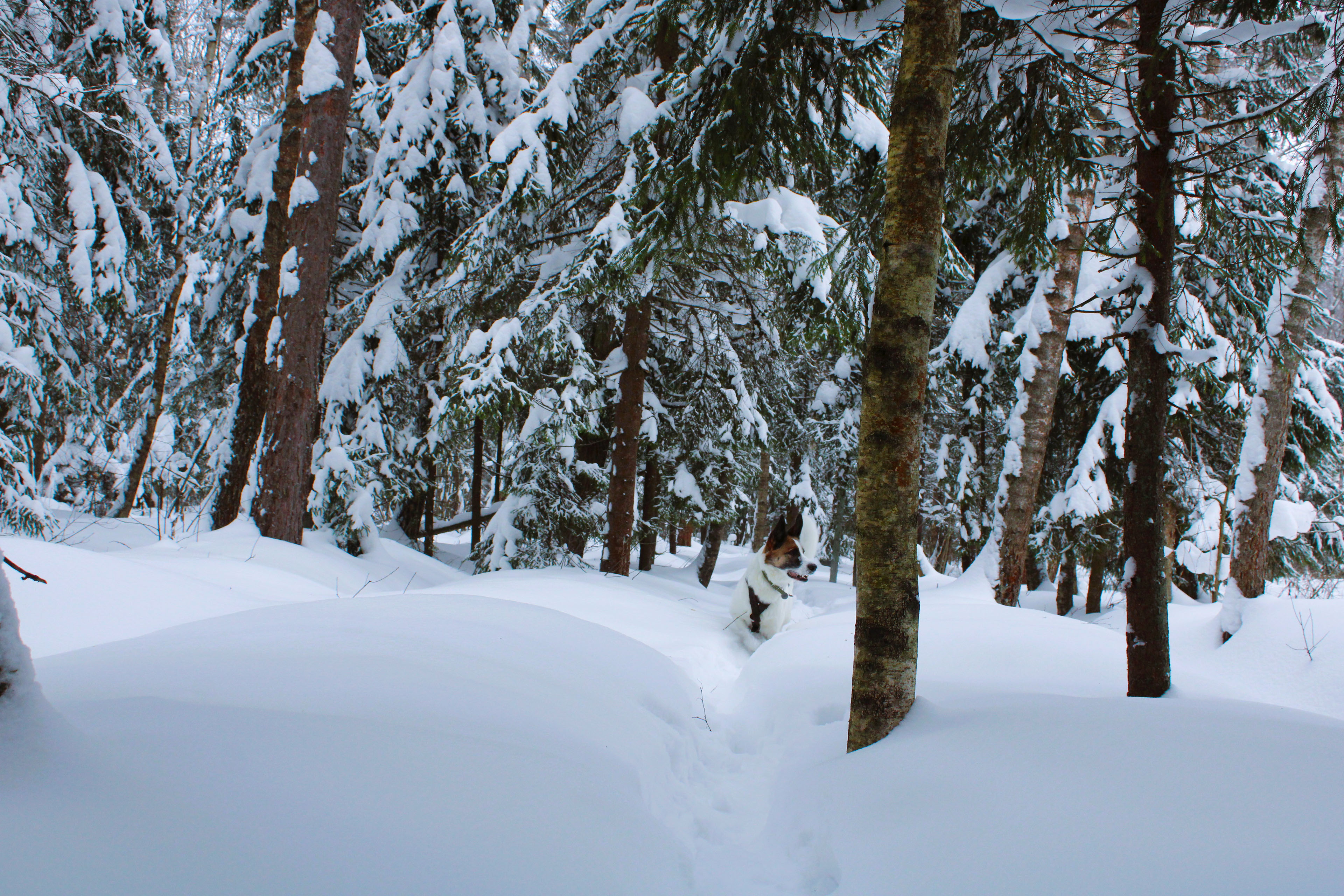 Winter Photoshoot, 17th_kadr — Изображение №27 — Иллюстрация, Графика на Dprofile