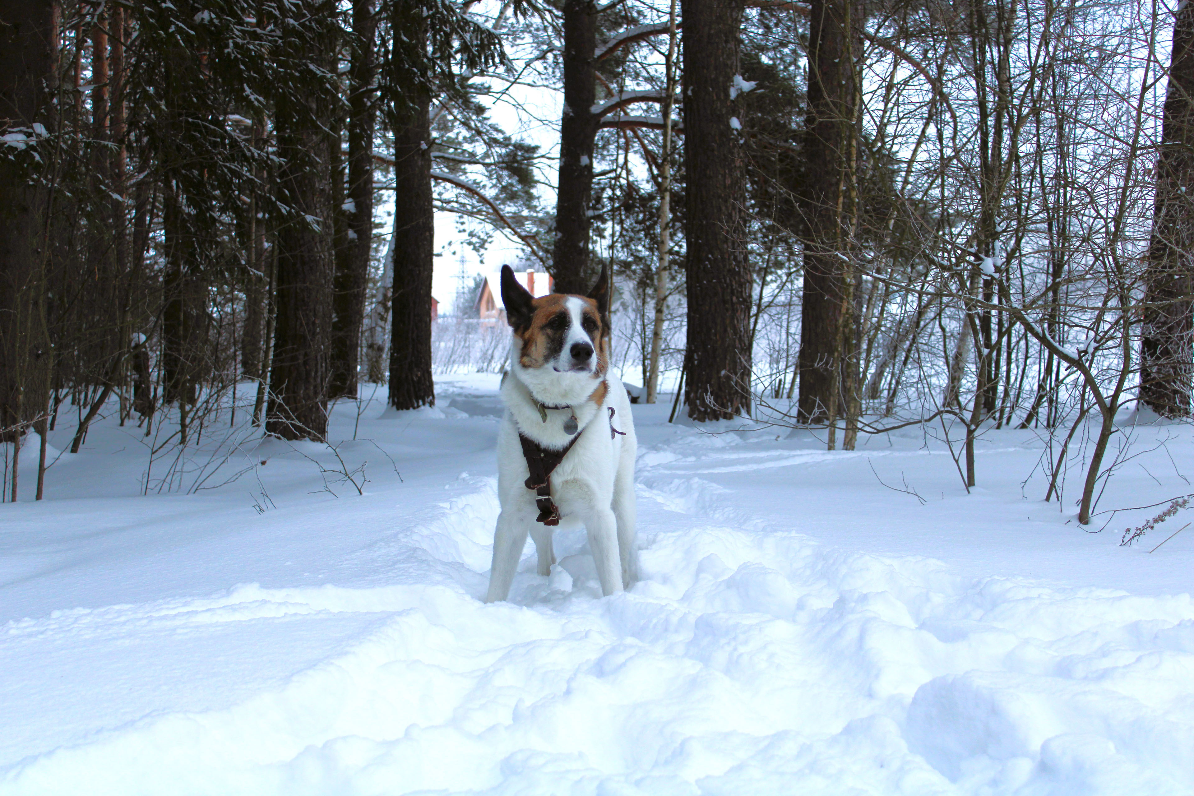 Winter Photoshoot, 17th_kadr — Изображение №53 — Иллюстрация, Графика на Dprofile