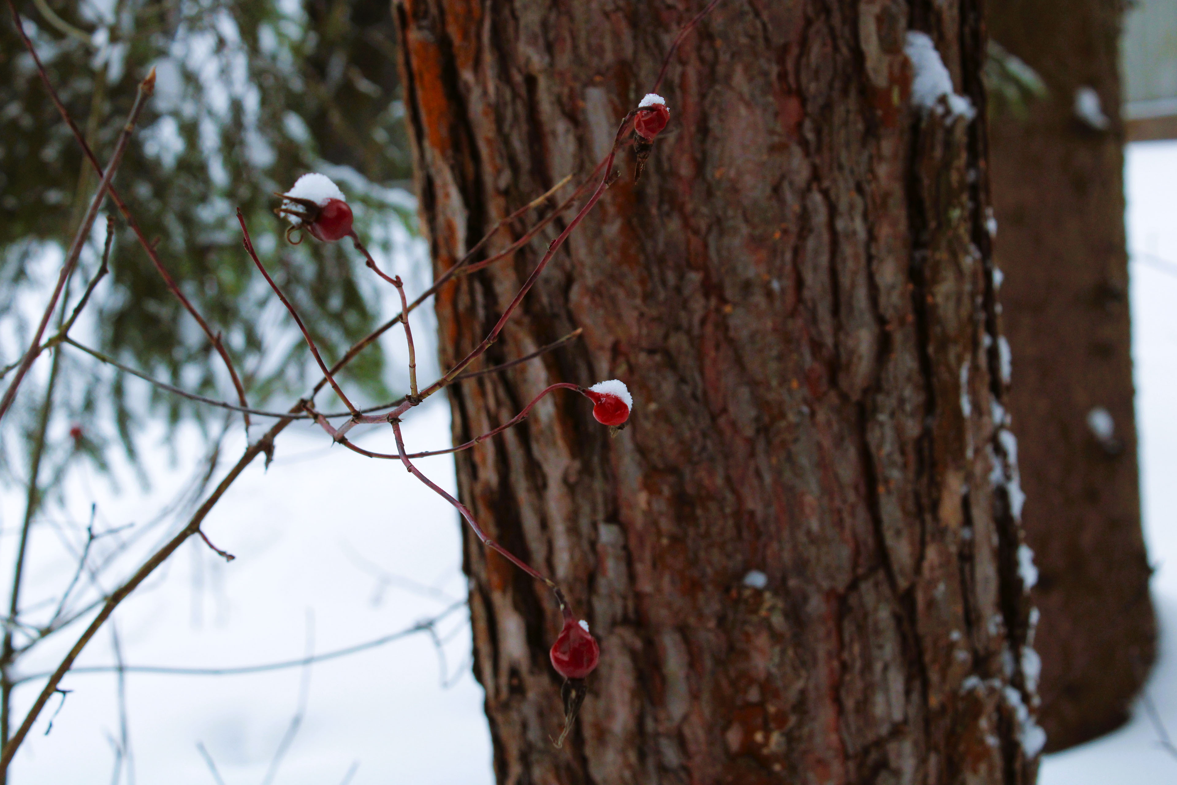 Winter Photoshoot, 17th_kadr — Изображение №24 — Иллюстрация, Графика на Dprofile