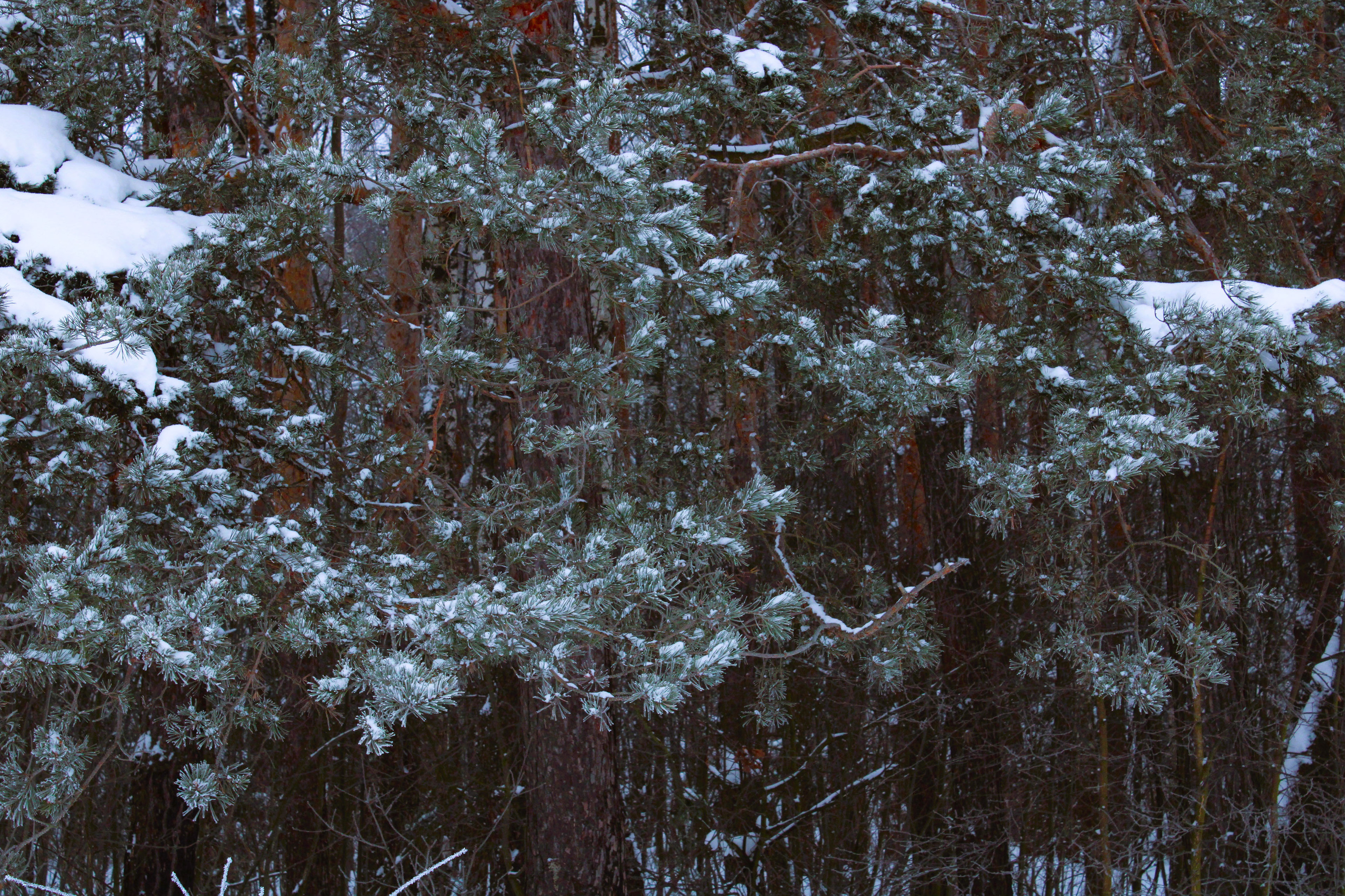 Winter Photoshoot, 17th_kadr — Изображение №21 — Иллюстрация, Графика на Dprofile