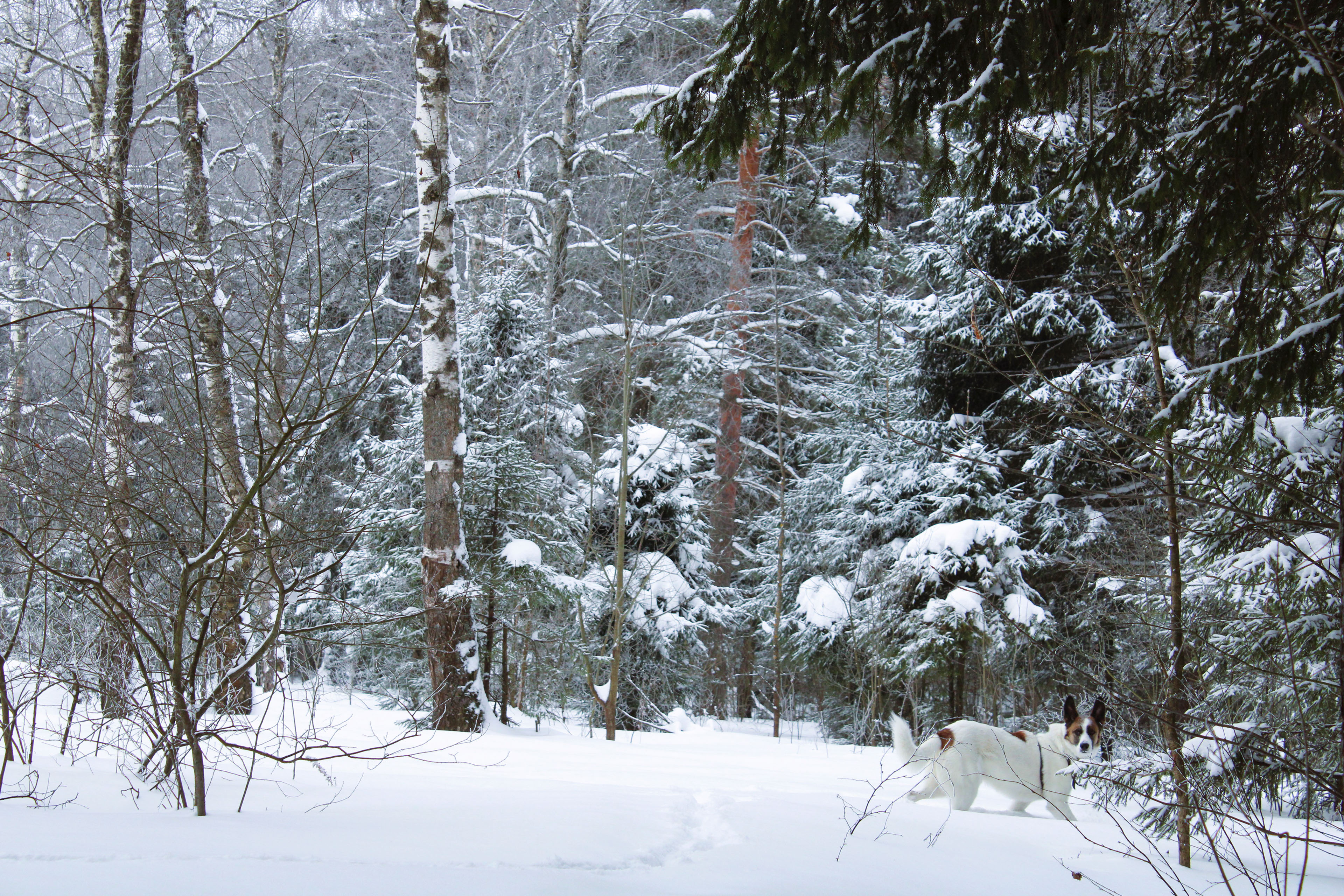 Winter Photoshoot, 17th_kadr — Изображение №45 — Иллюстрация, Графика на Dprofile