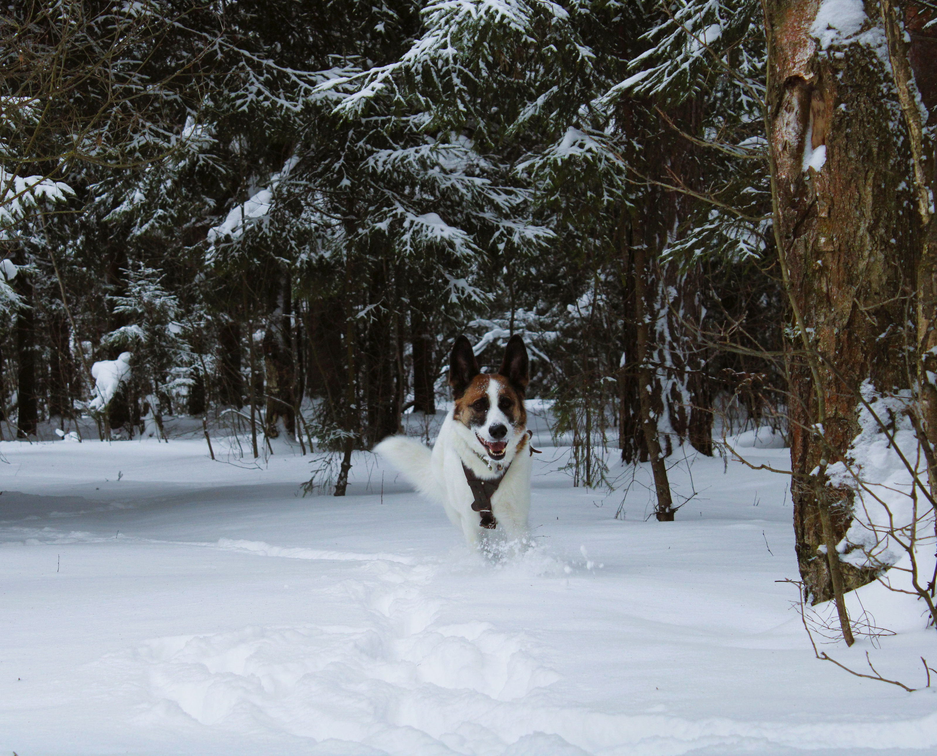 Winter Photoshoot, 17th_kadr — Изображение №52 — Иллюстрация, Графика на Dprofile