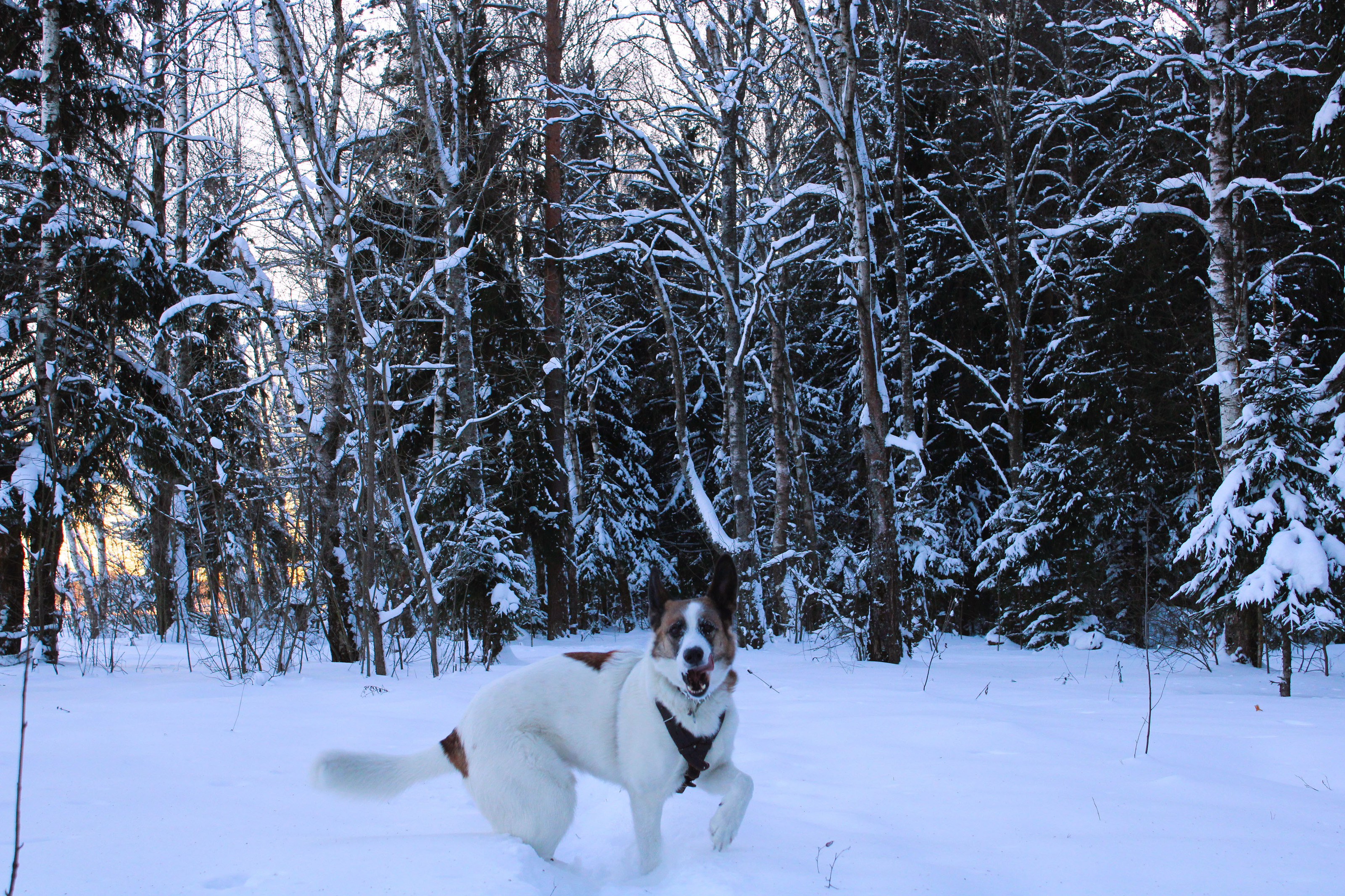 Winter Photoshoot, 17th_kadr — Изображение №9 — Иллюстрация, Графика на Dprofile