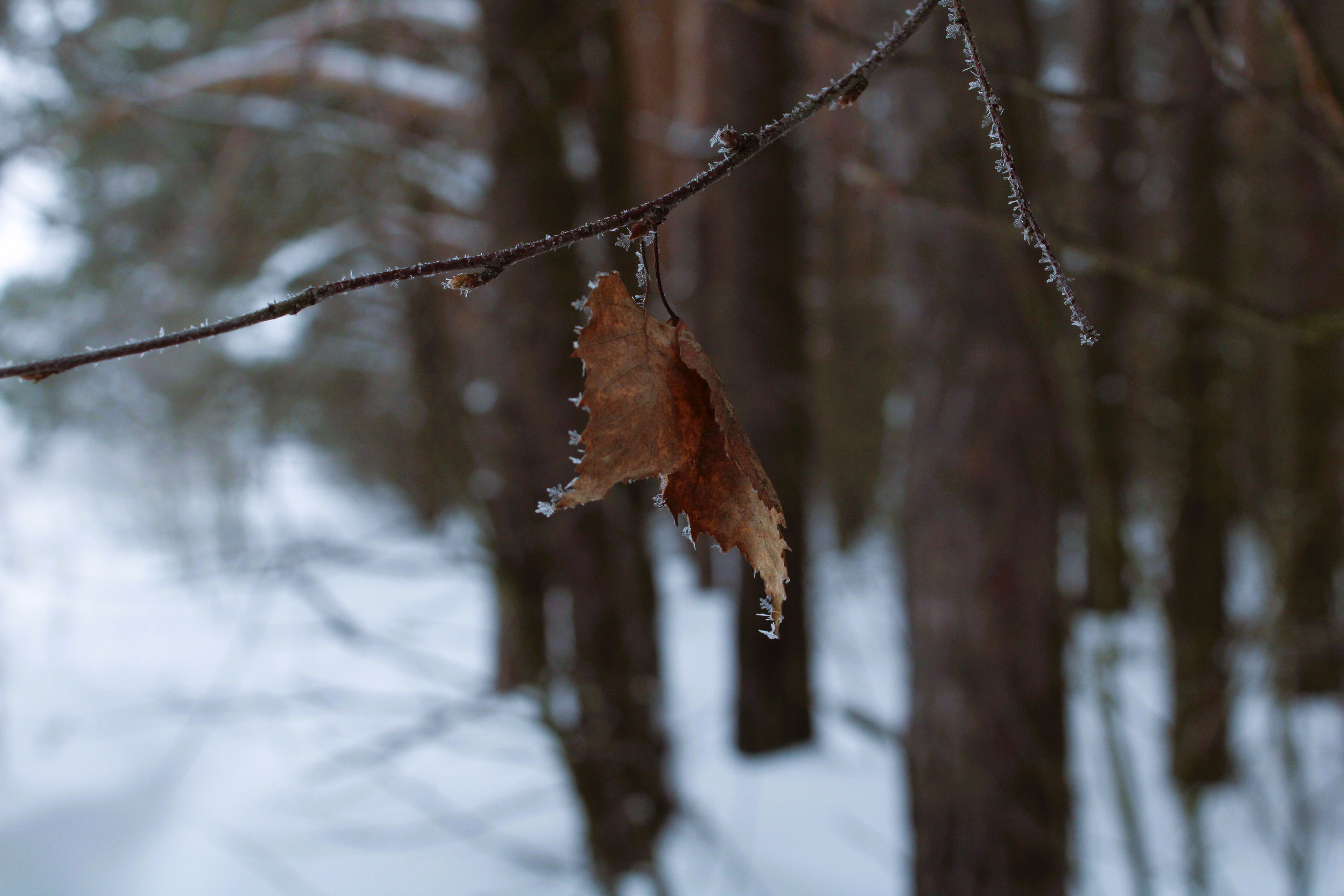 Winter Photoshoot, 17th_kadr — Изображение №36 — Иллюстрация, Графика на Dprofile