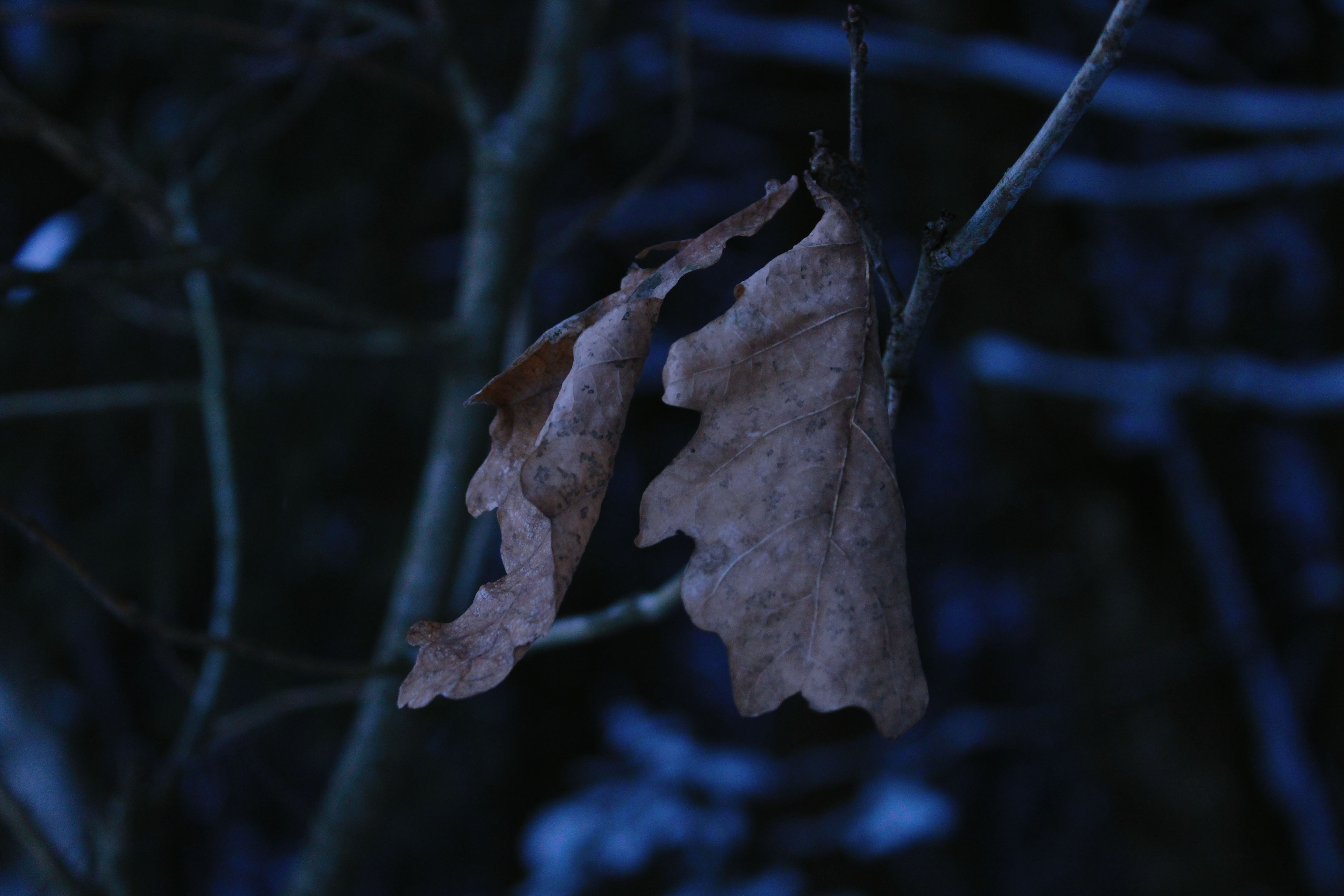 Winter Photoshoot, 17th_kadr — Изображение №3 — Иллюстрация, Графика на Dprofile