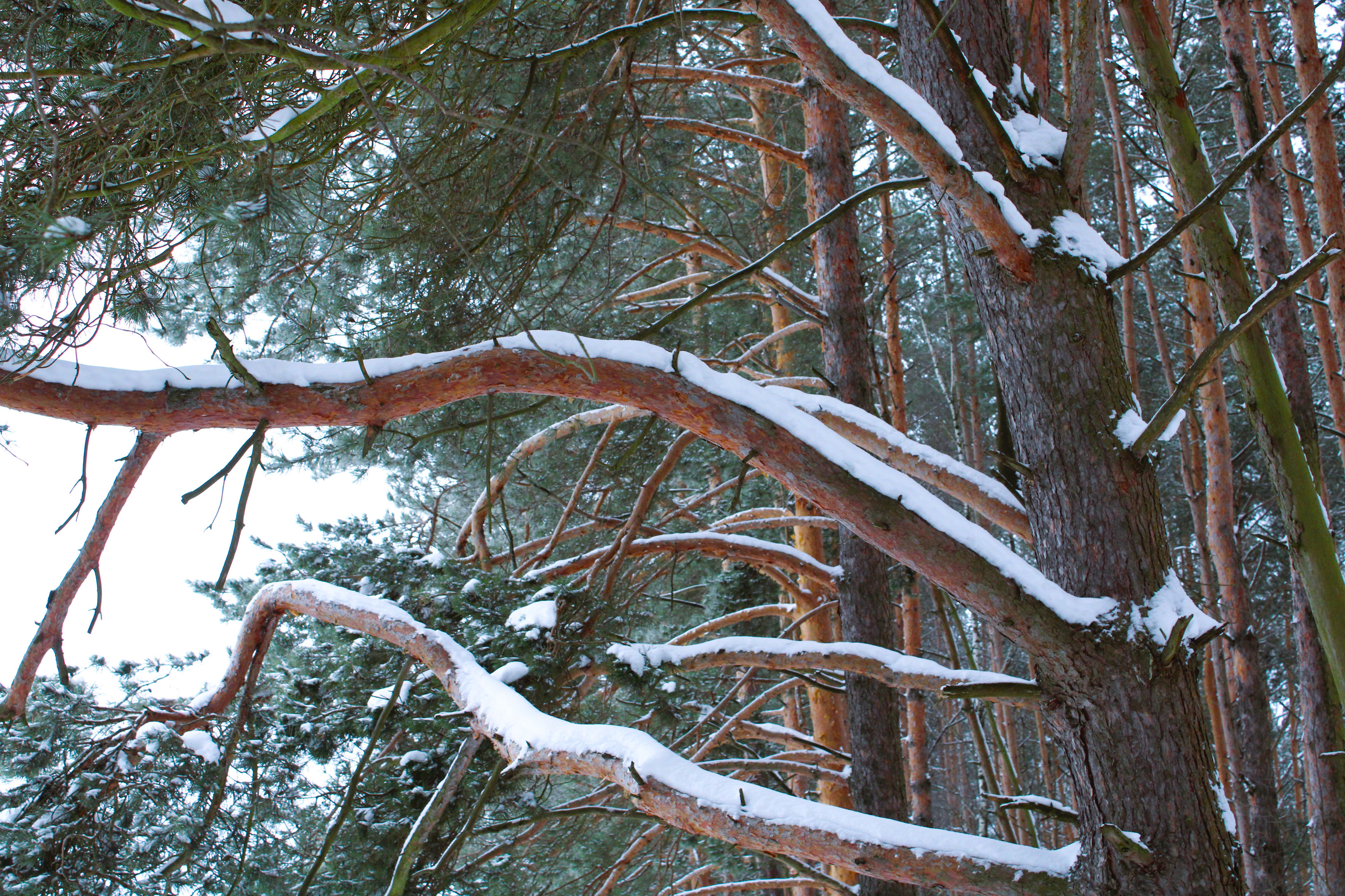 Winter Photoshoot, 17th_kadr — Изображение №30 — Иллюстрация, Графика на Dprofile