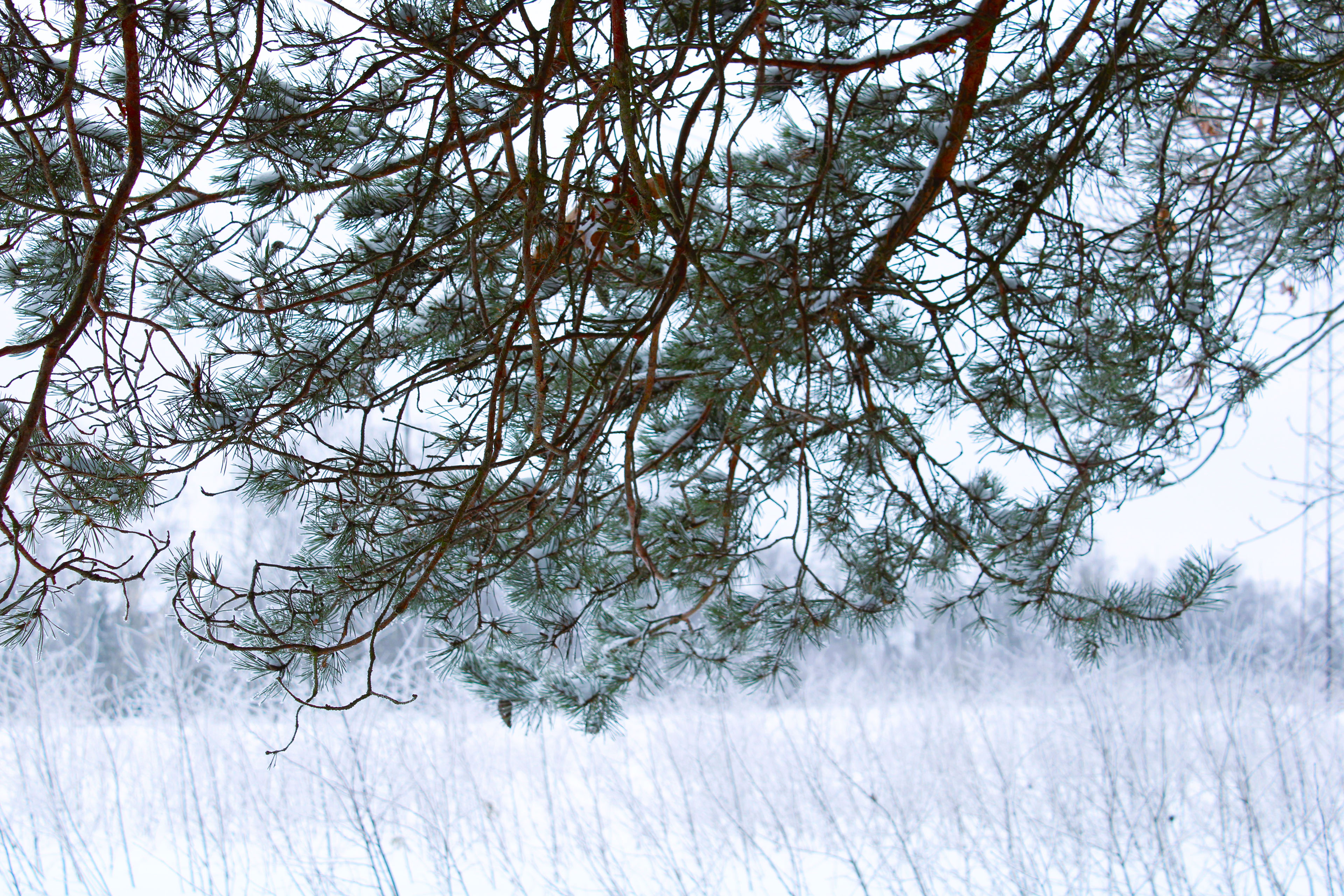 Winter Photoshoot, 17th_kadr — Изображение №29 — Иллюстрация, Графика на Dprofile