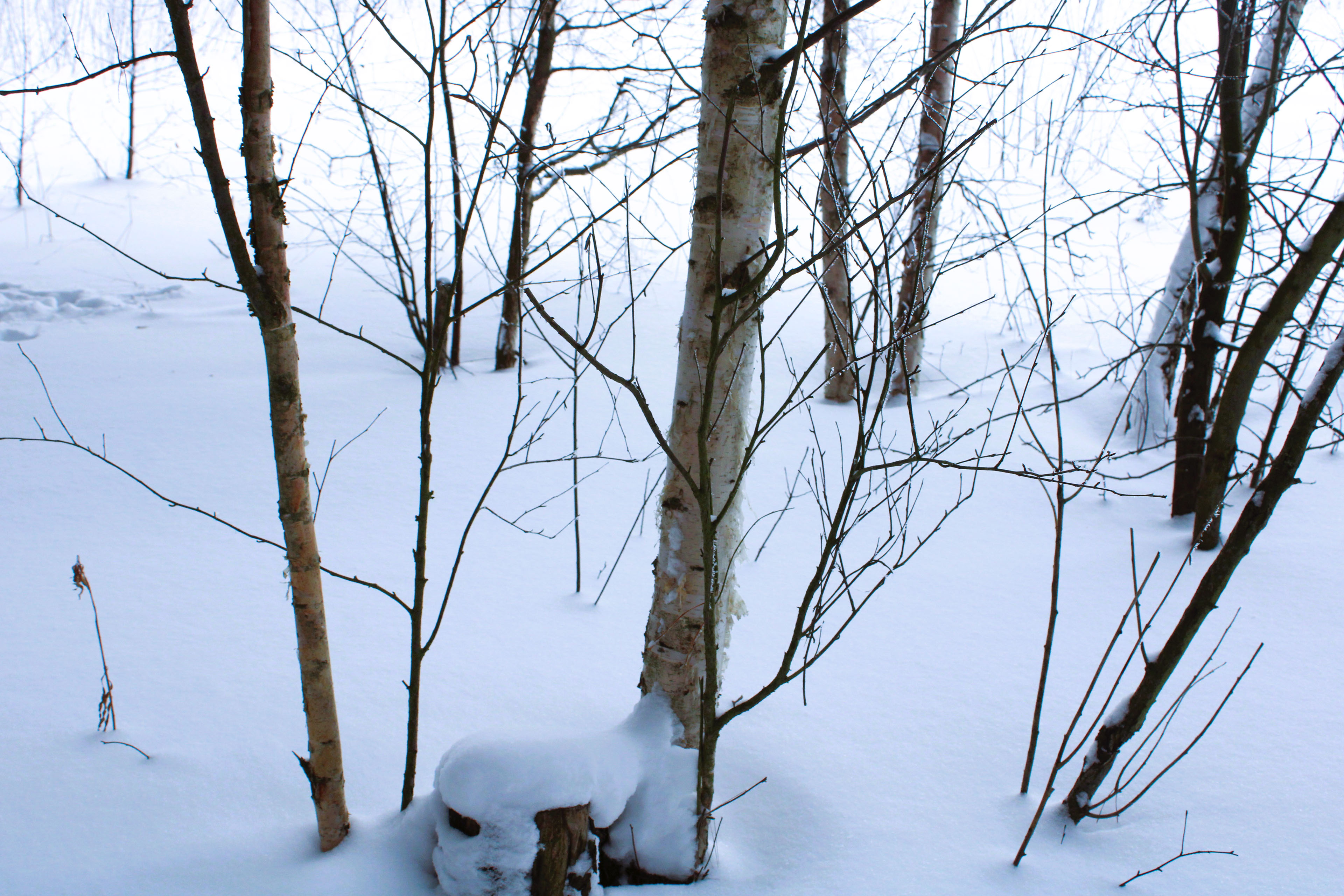 Winter Photoshoot, 17th_kadr — Изображение №49 — Иллюстрация, Графика на Dprofile