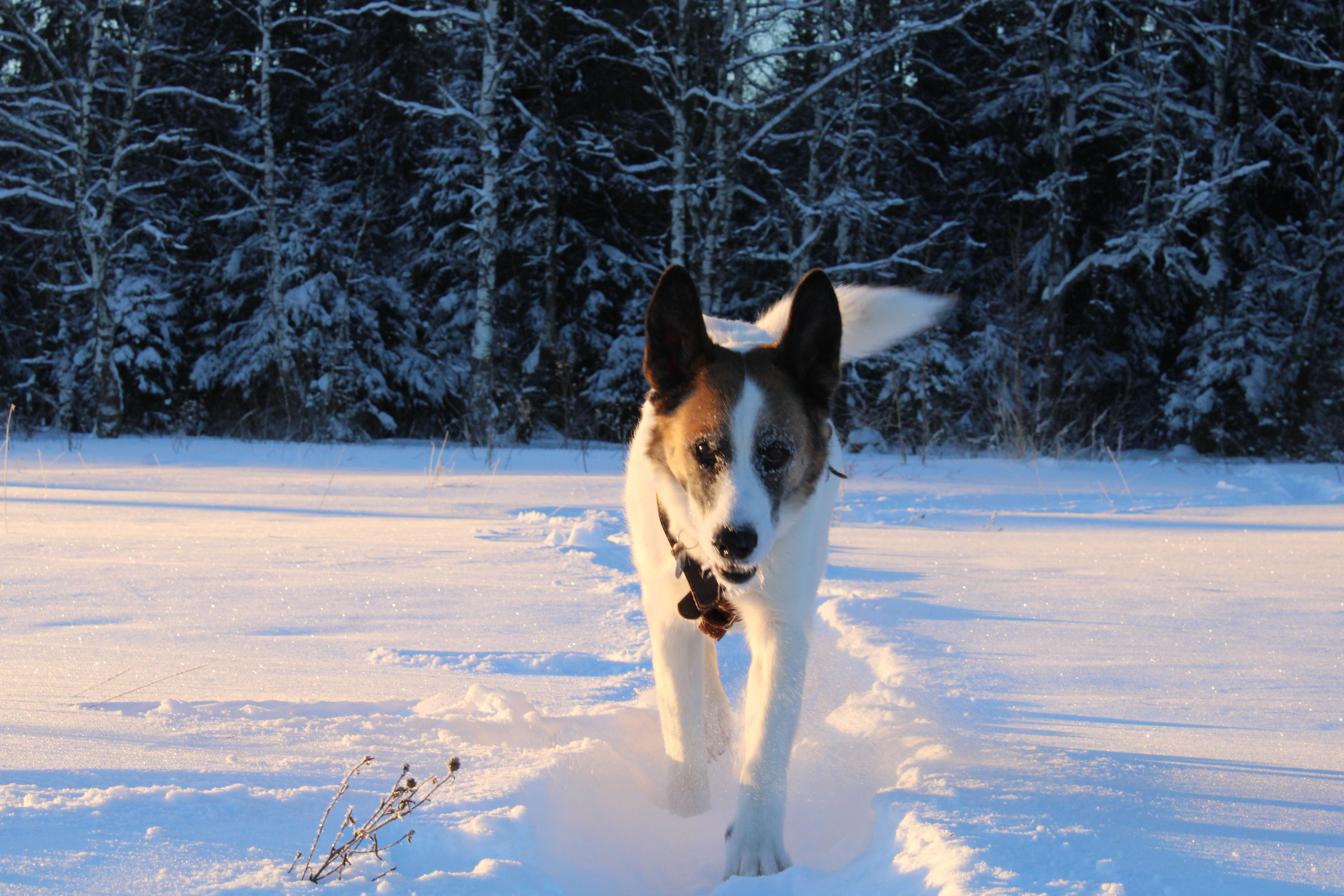 Winter Photoshoot, 17th_kadr — Изображение №17 — Иллюстрация, Графика на Dprofile