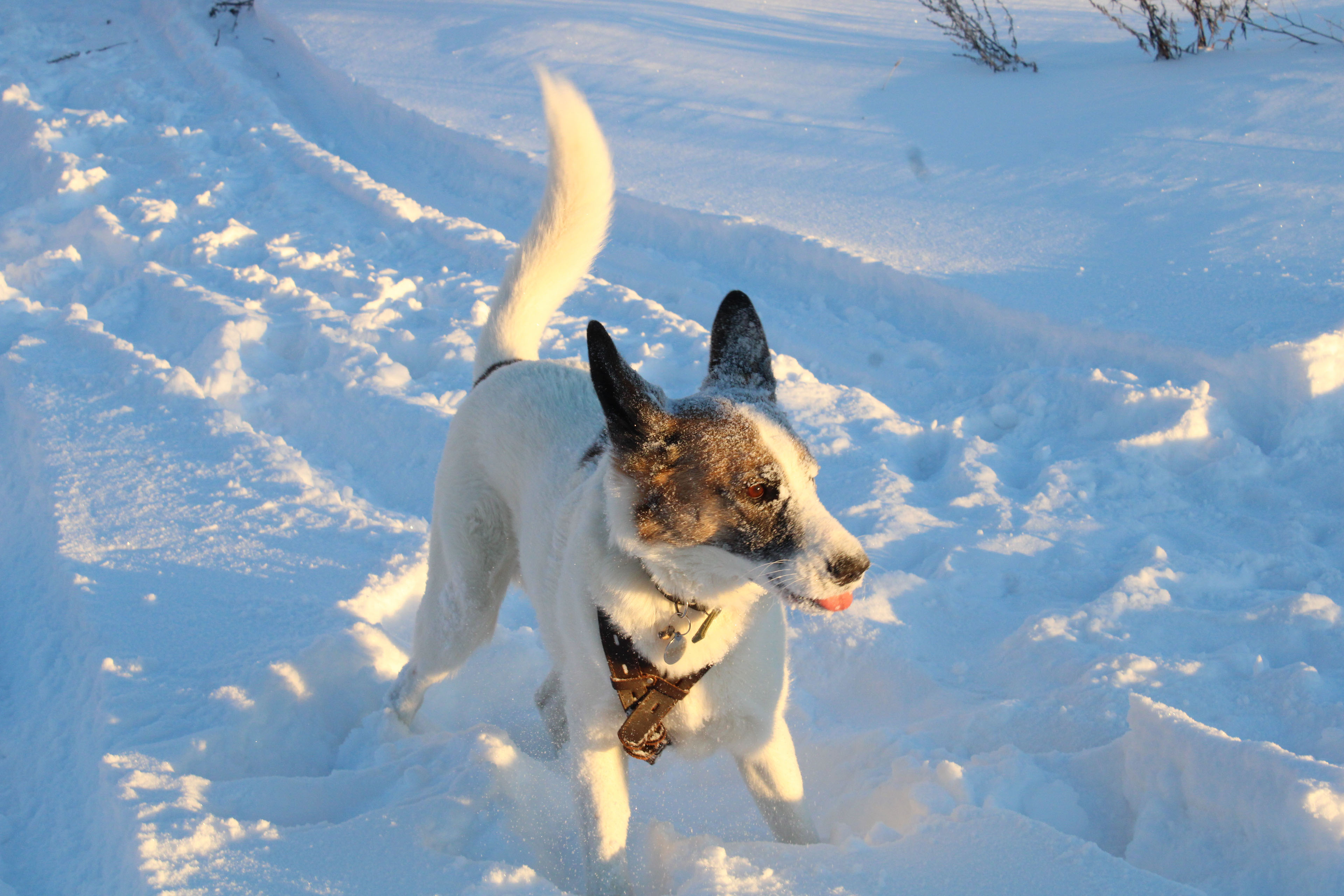 Winter Photoshoot, 17th_kadr — Изображение №15 — Иллюстрация, Графика на Dprofile