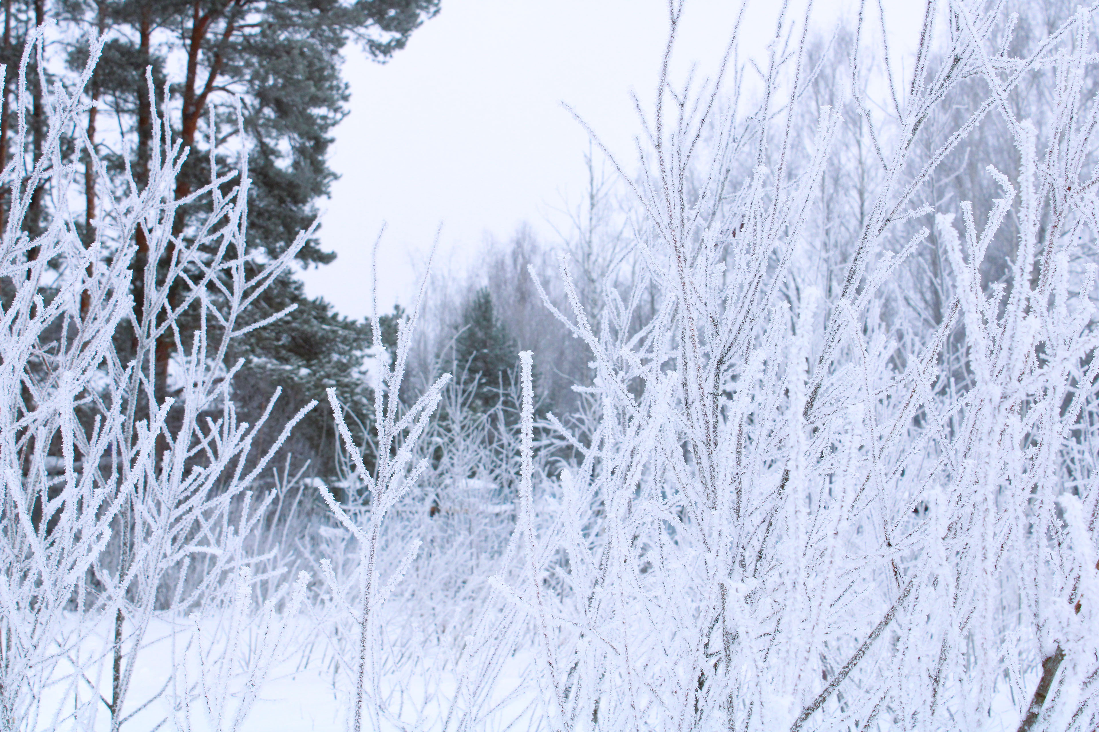 Winter Photoshoot, 17th_kadr — Изображение №18 — Иллюстрация, Графика на Dprofile