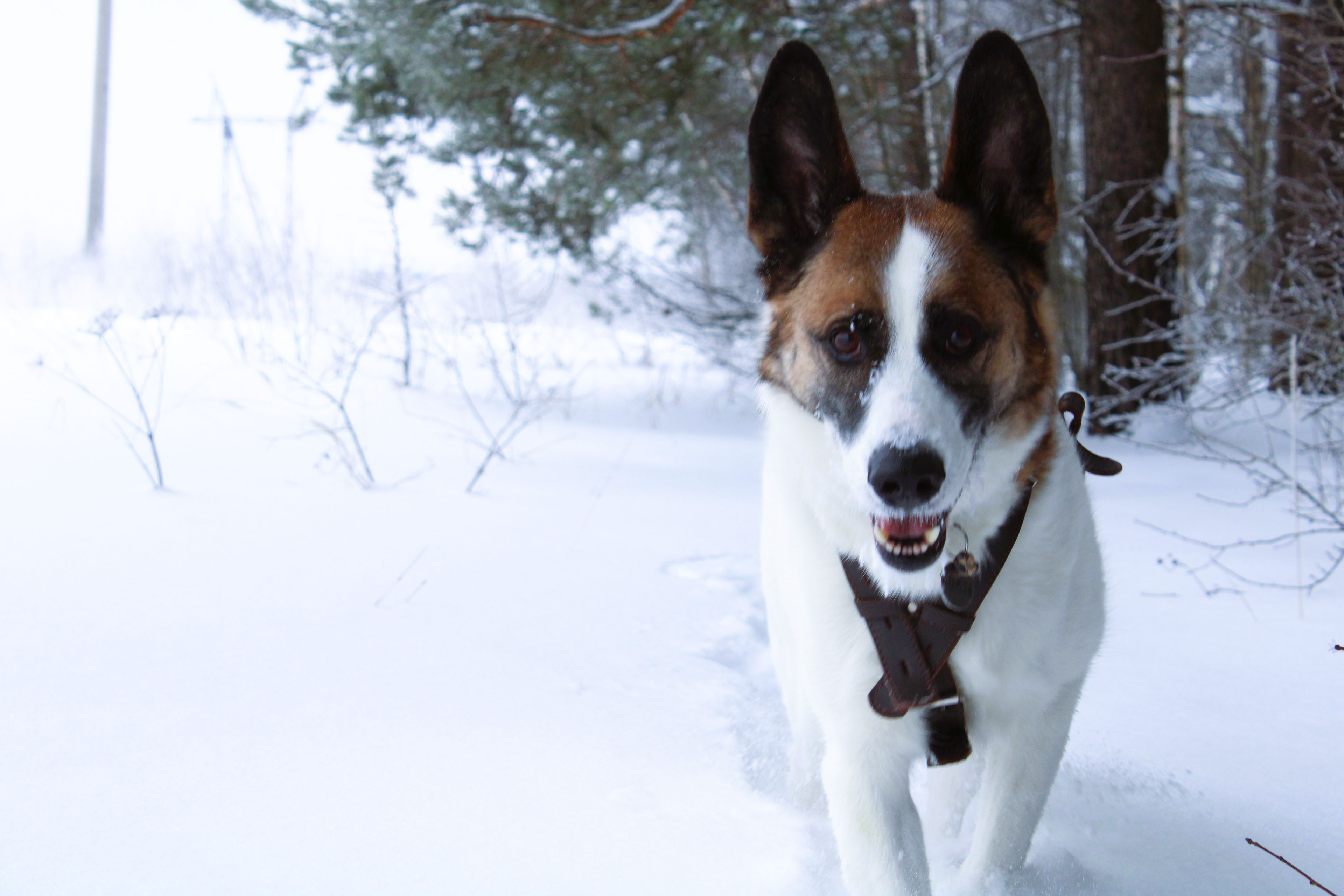 Winter Photoshoot, 17th_kadr — Изображение №43 — Иллюстрация, Графика на Dprofile