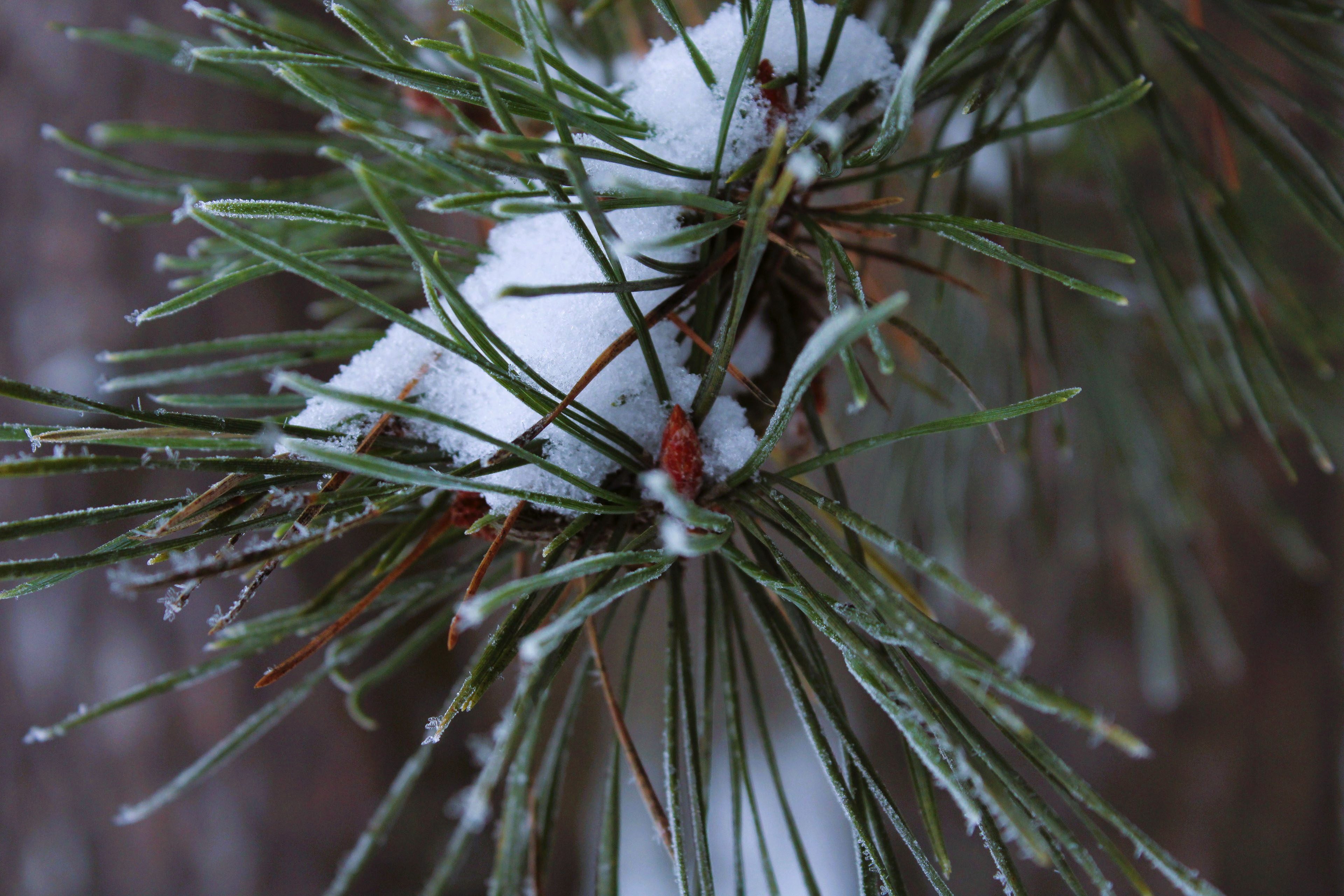 Winter Photoshoot, 17th_kadr — Изображение №32 — Иллюстрация, Графика на Dprofile