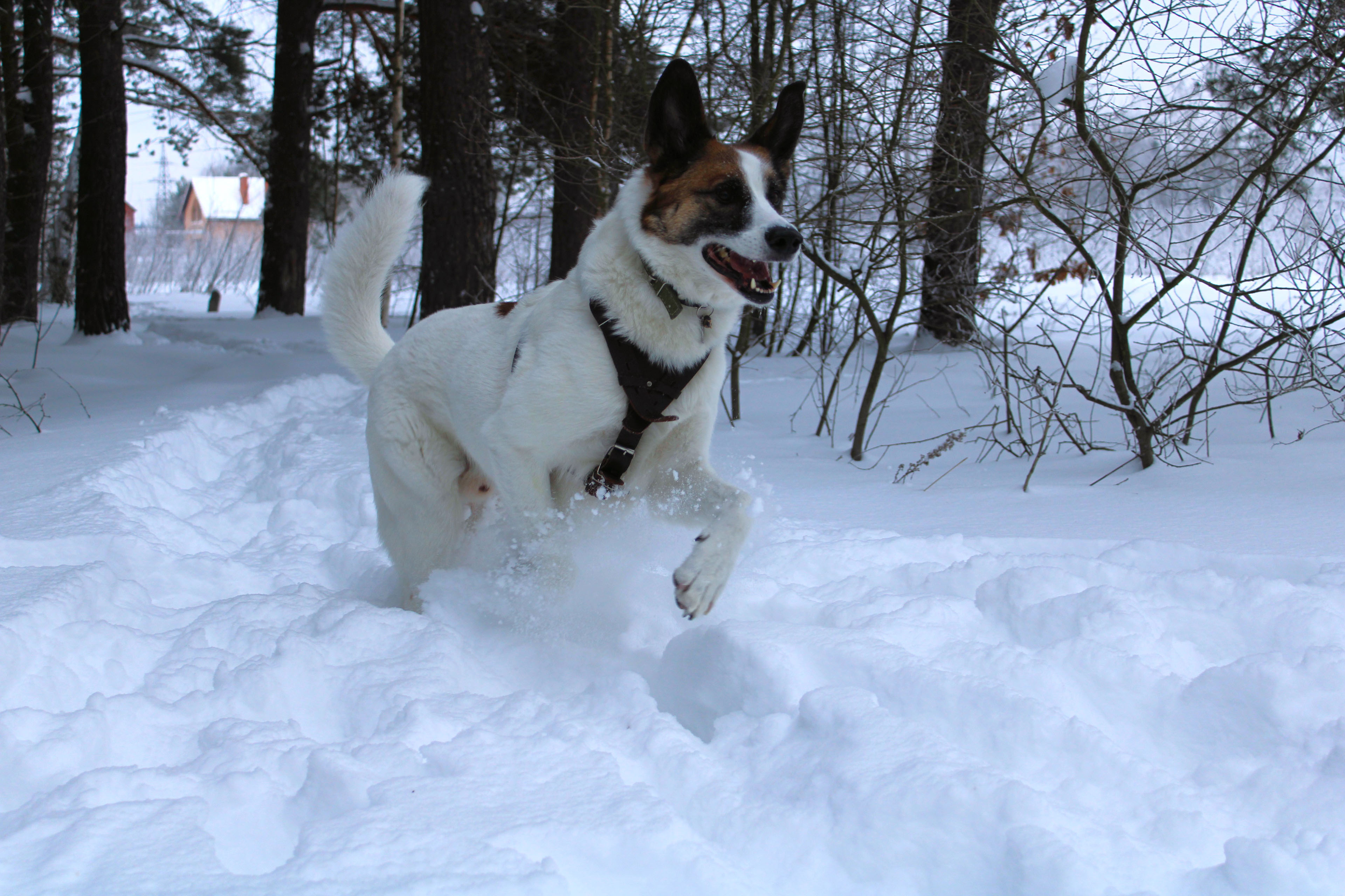 Winter Photoshoot, 17th_kadr — Изображение №54 — Иллюстрация, Графика на Dprofile