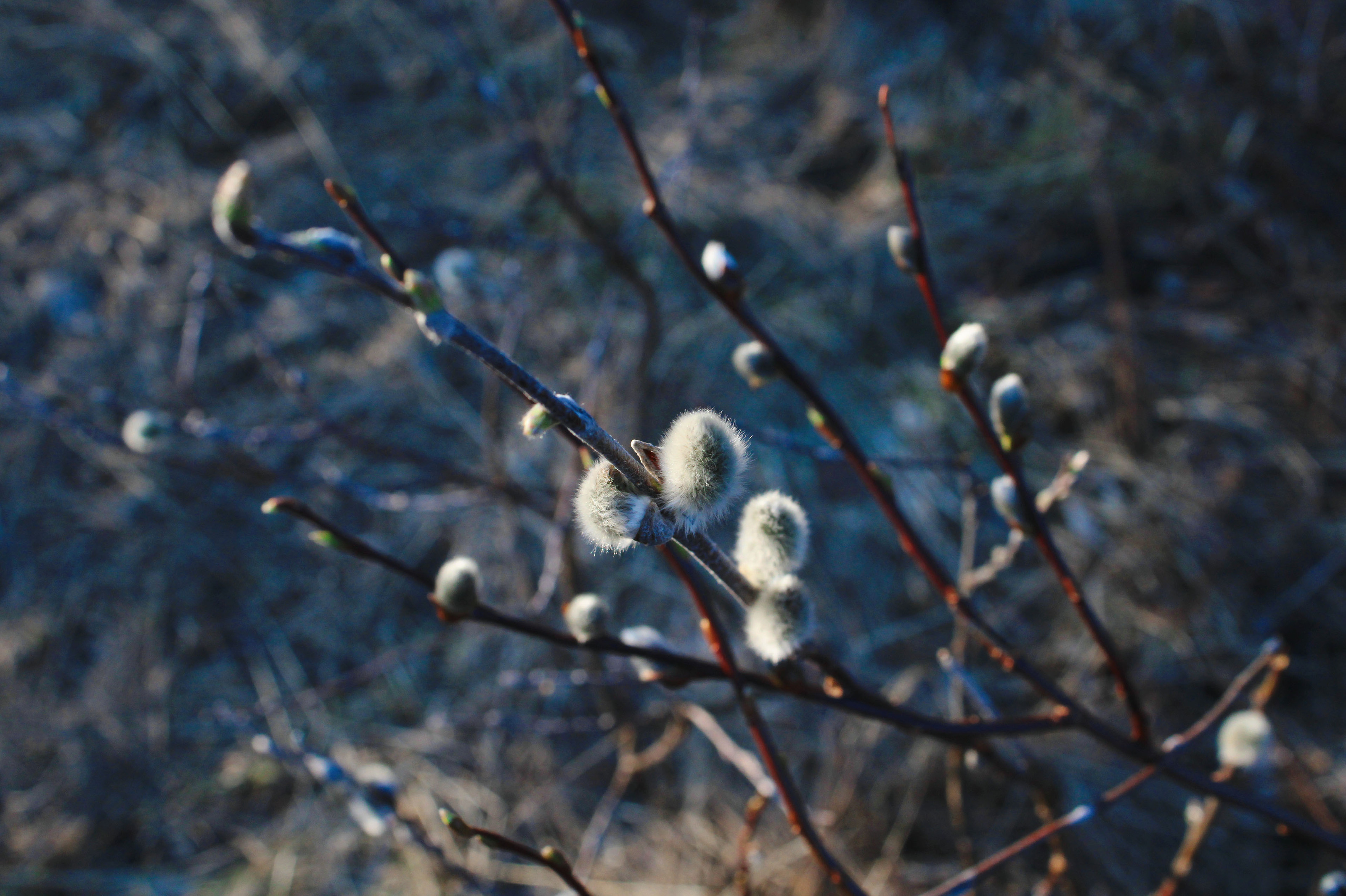 Arctic adventures Photo portfolio — Изображение №8 — Брендинг, Графика на Dprofile