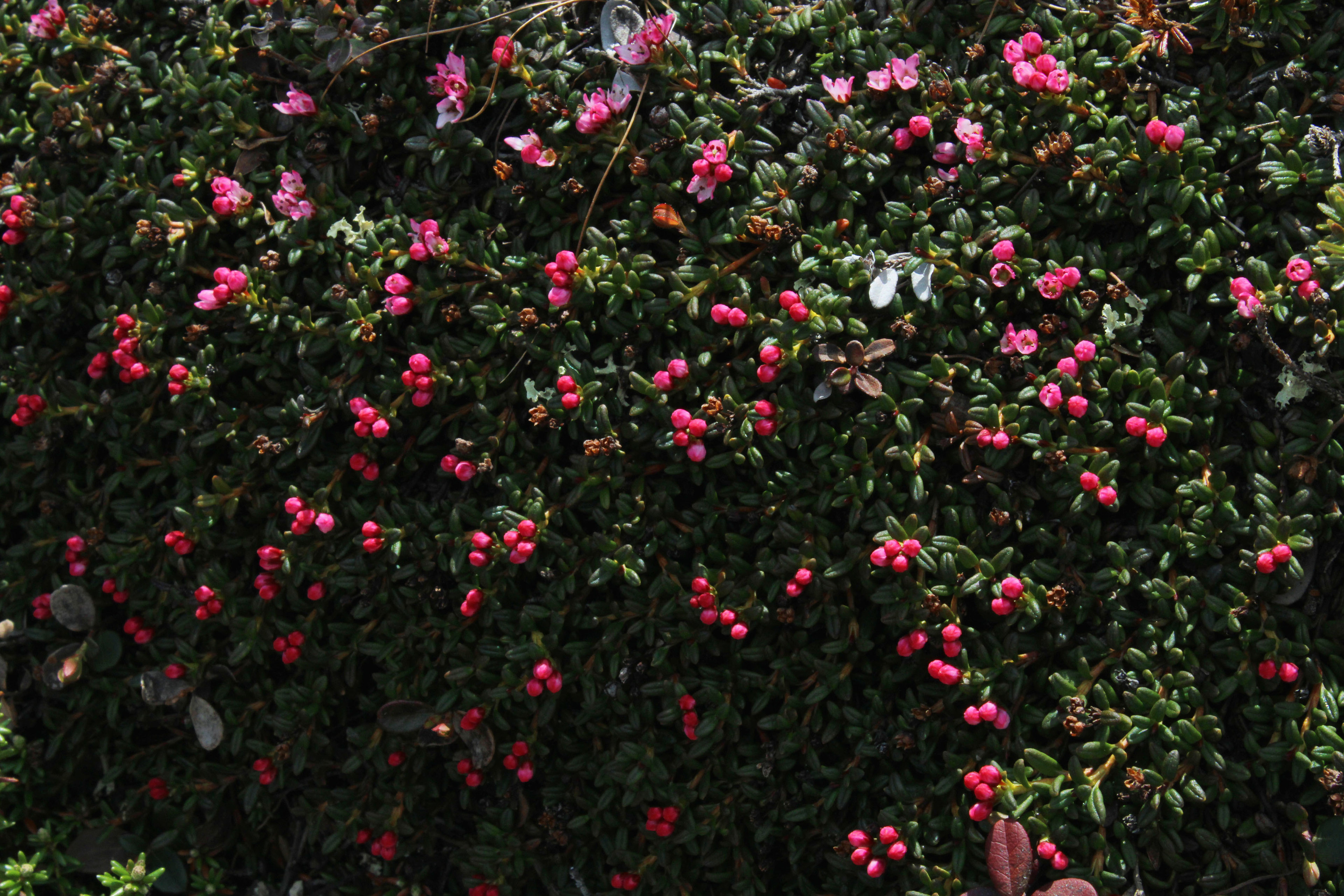 Arctic adventures Photo portfolio — Изображение №12 — Брендинг, Графика на Dprofile