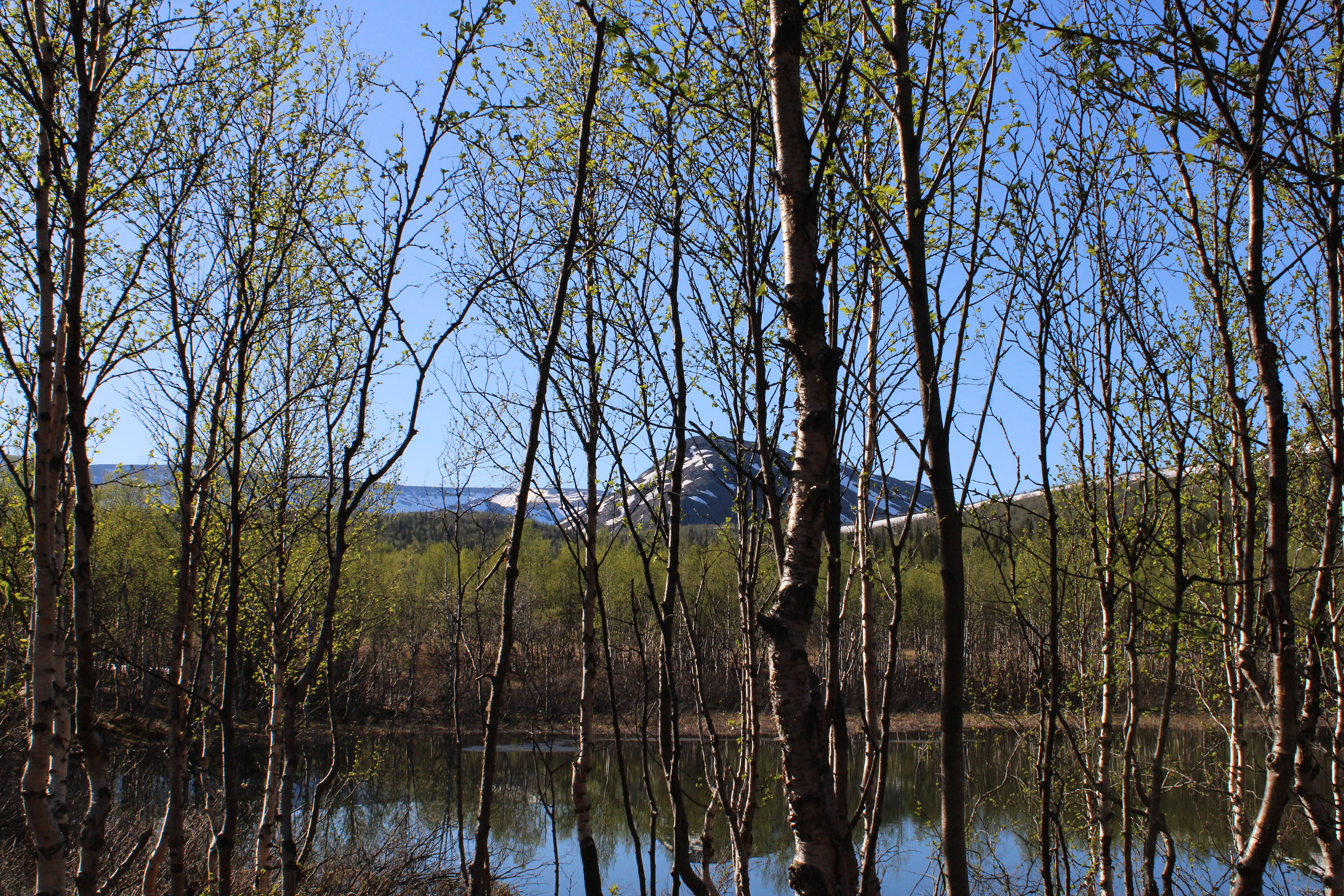 Arctic adventures Photo portfolio — Изображение №6 — Брендинг, Графика на Dprofile