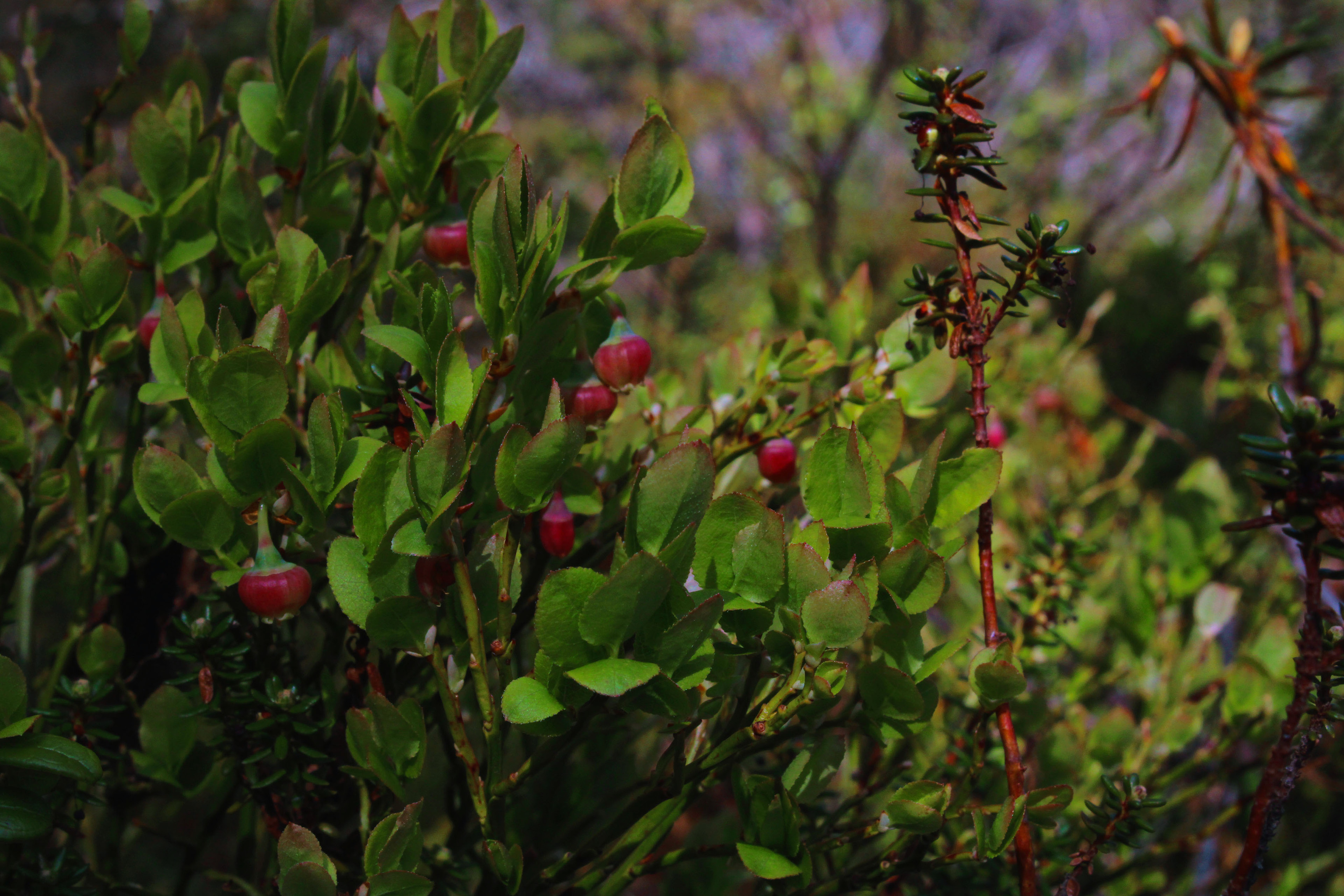 Arctic adventures Photo portfolio — Изображение №15 — Брендинг, Графика на Dprofile