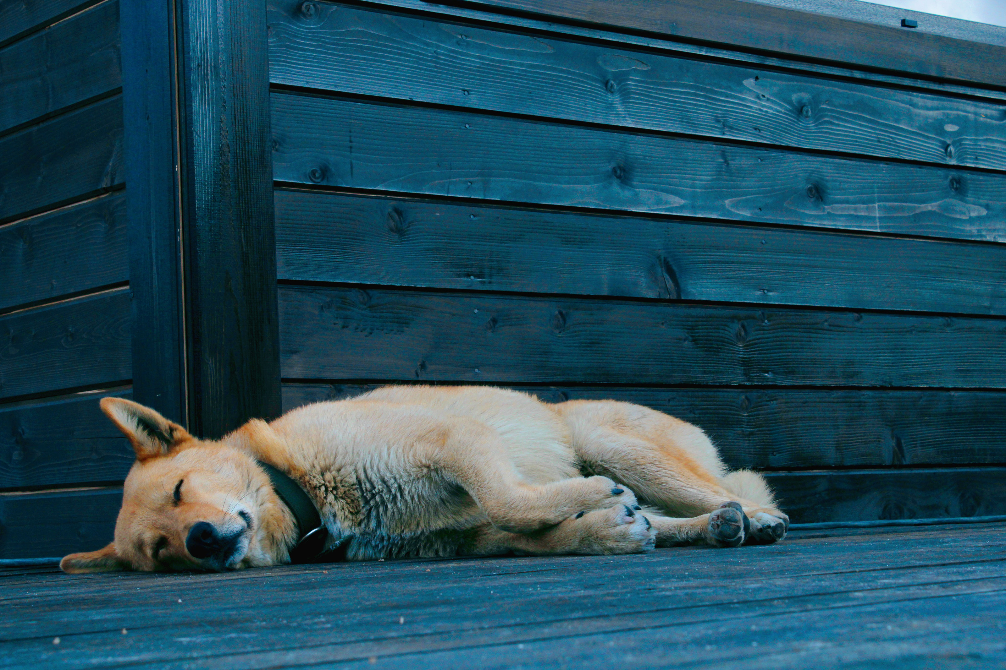 Arctic adventures Photo portfolio — Изображение №9 — Брендинг, Графика на Dprofile