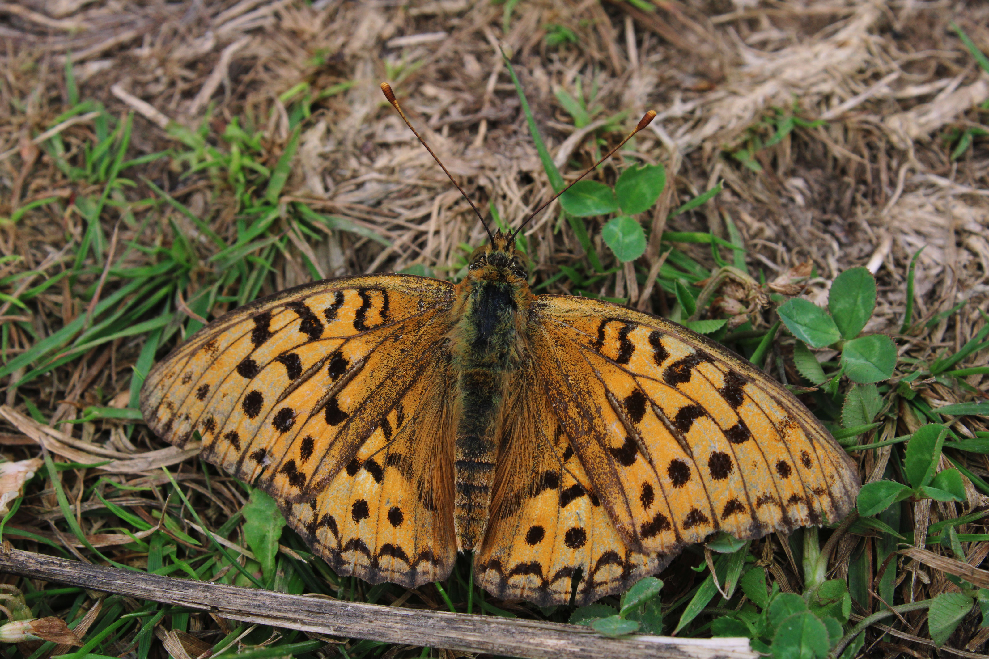 August 2024, Photo portfolio — Изображение №6 — Графика на Dprofile