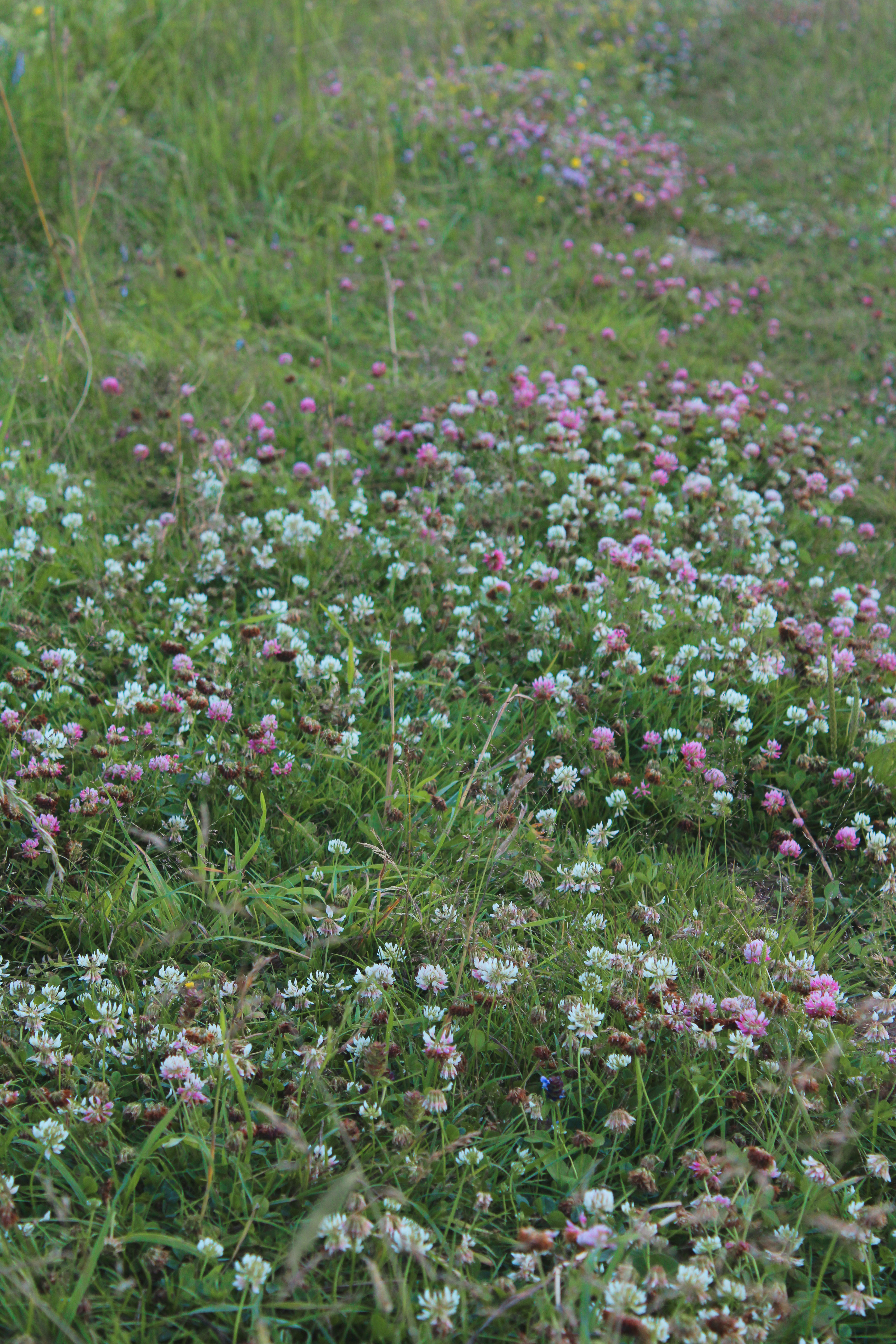 August 2024, Photo portfolio — Изображение №3 — Графика на Dprofile