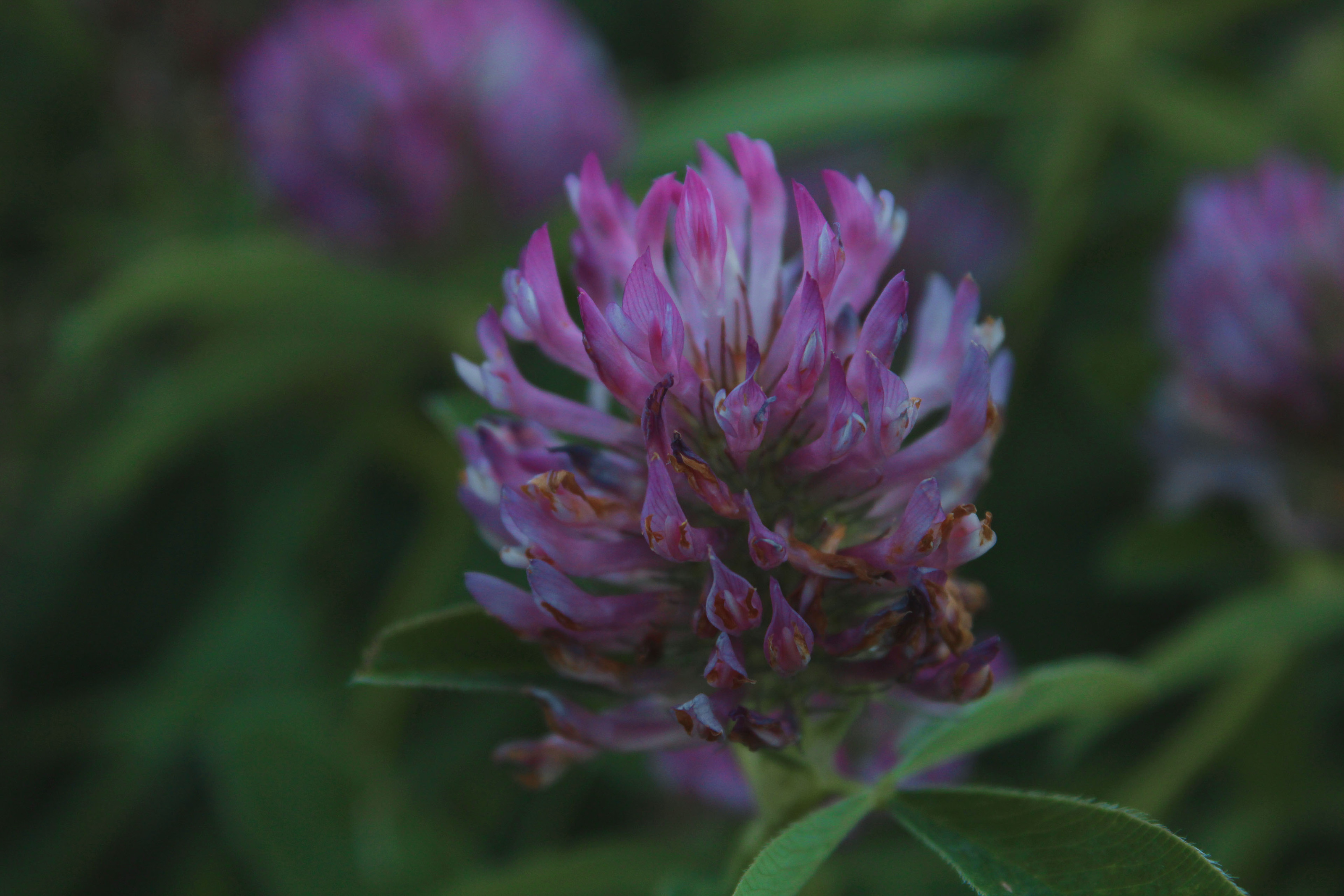 August 2024, Photo portfolio — Изображение №7 — Графика на Dprofile