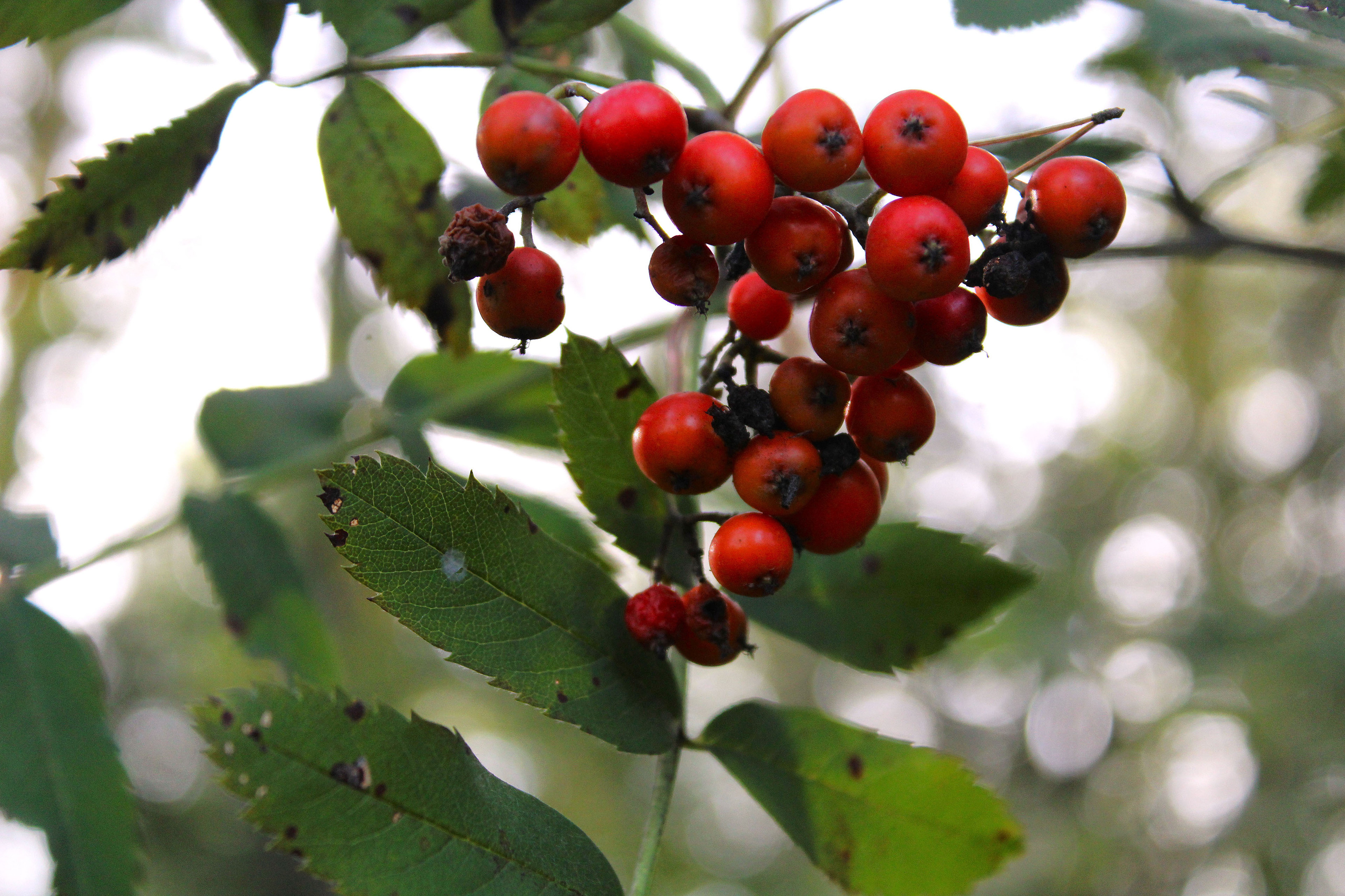 August 2024, Photo portfolio — Изображение №10 — Графика на Dprofile