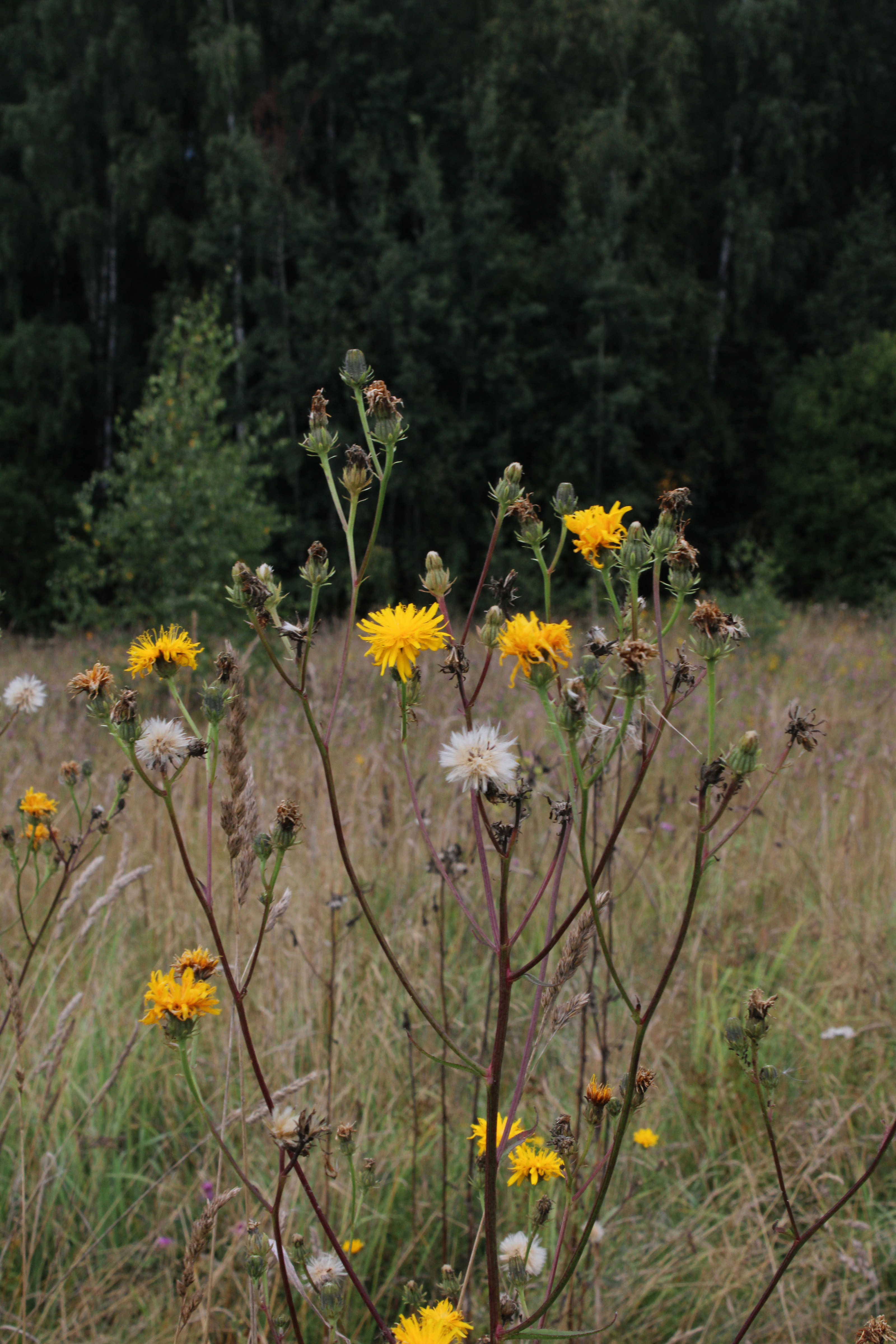 August 2024, Photo portfolio — Изображение №4 — Графика на Dprofile