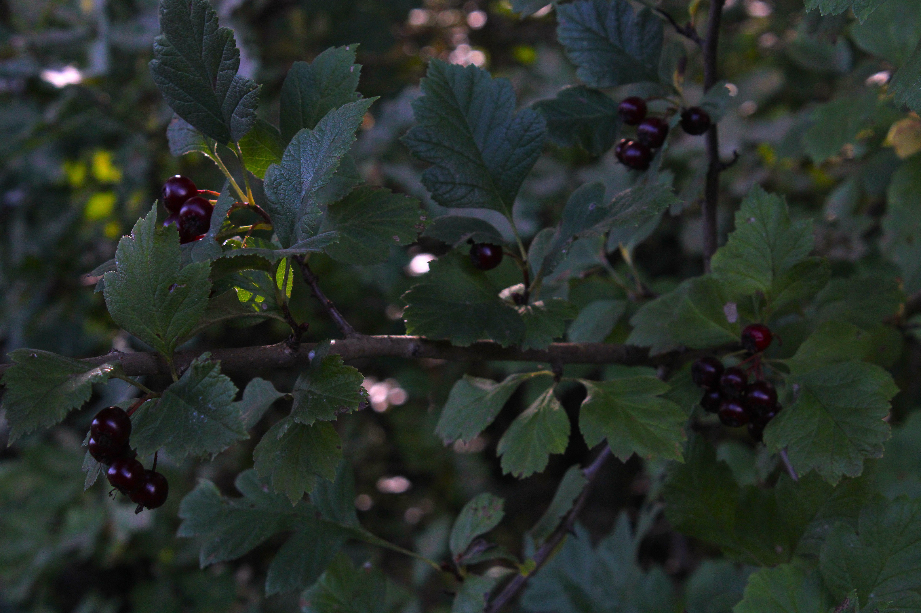 August 2024, Photo portfolio — Изображение №12 — Графика на Dprofile