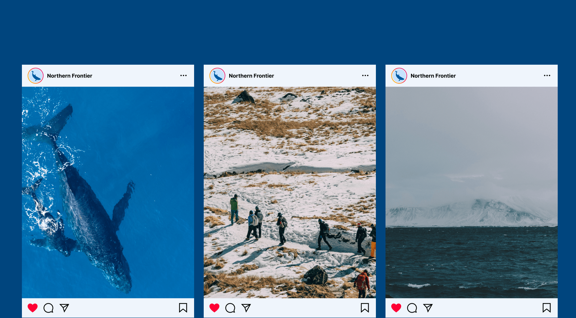 Whale Tours | Туры к китам landing page — Изображение №8 — Интерфейсы на Dprofile